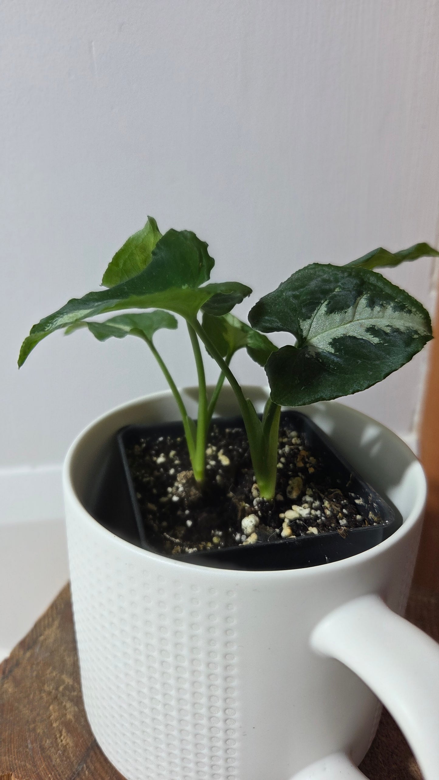 Syngonium Wendlandii "Southern Star"(SYN-483)