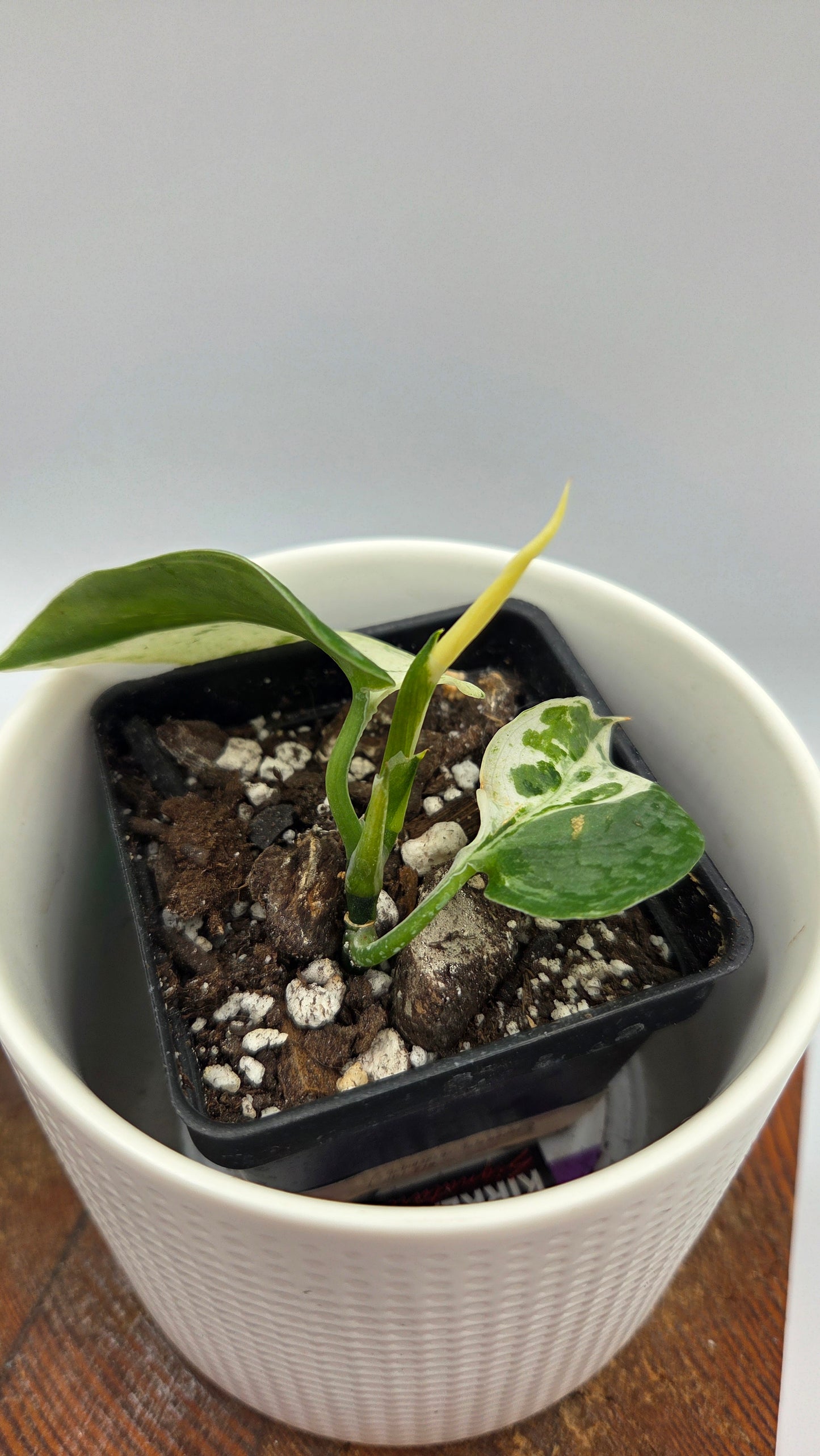 Scindapsus Salamount (SCI-719)