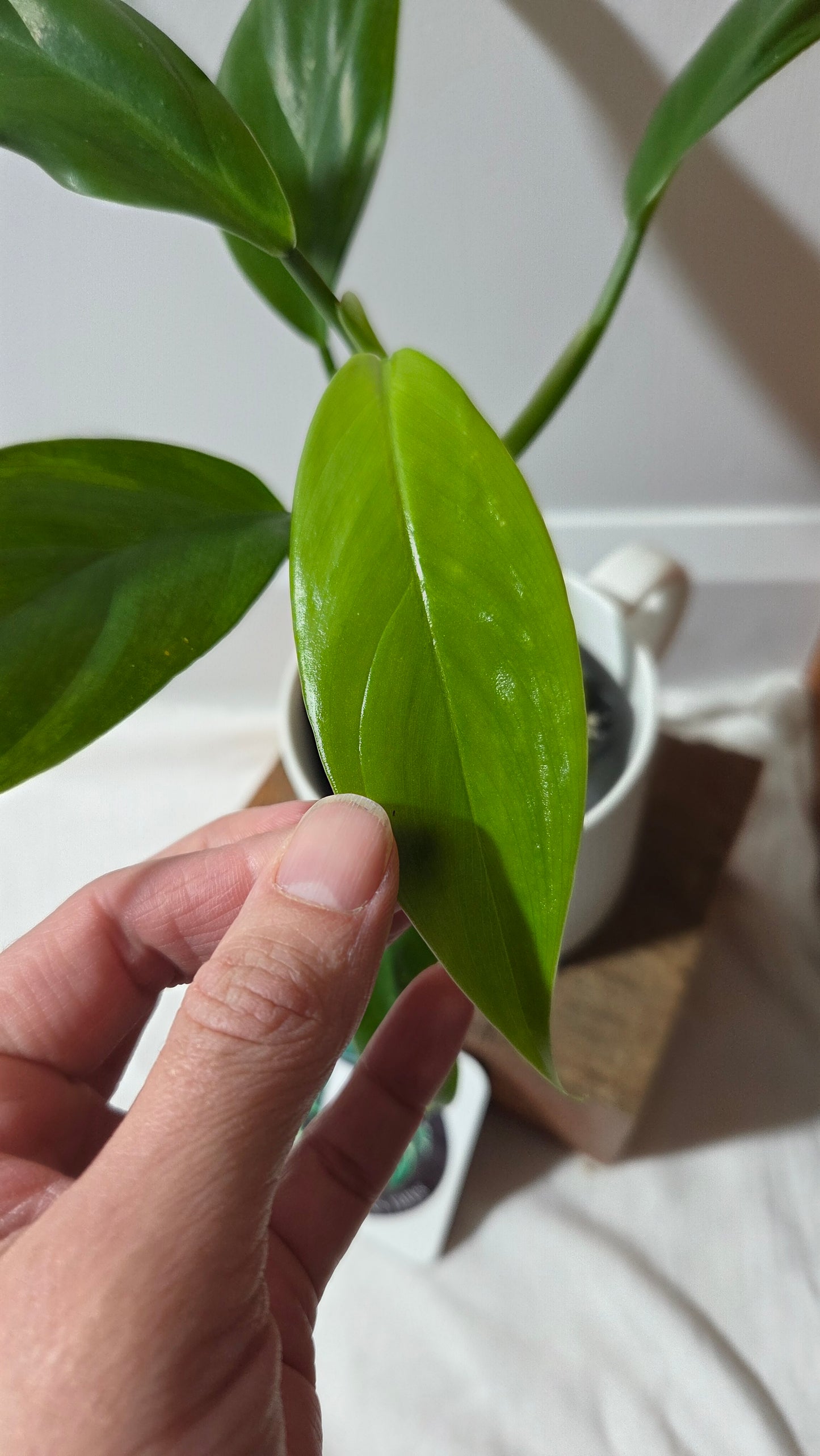 Philodendron Tripartitum (PHI-971)