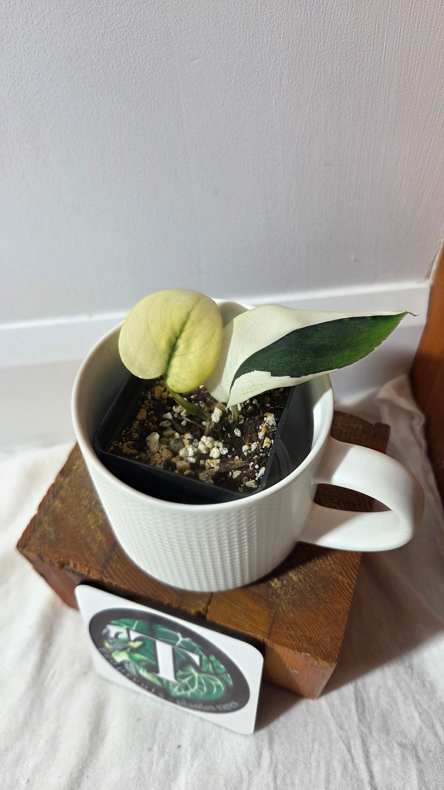 Scindapsus dark Satin Albo (SCI-1421)