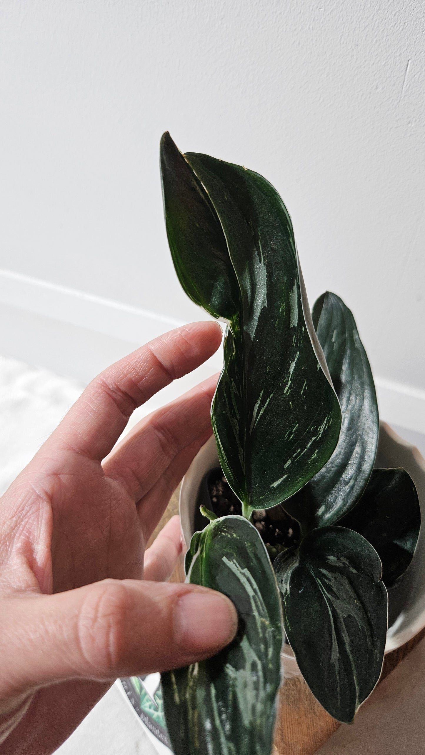 Scindapsus Treubii Dark Form silver (SCI-1015)