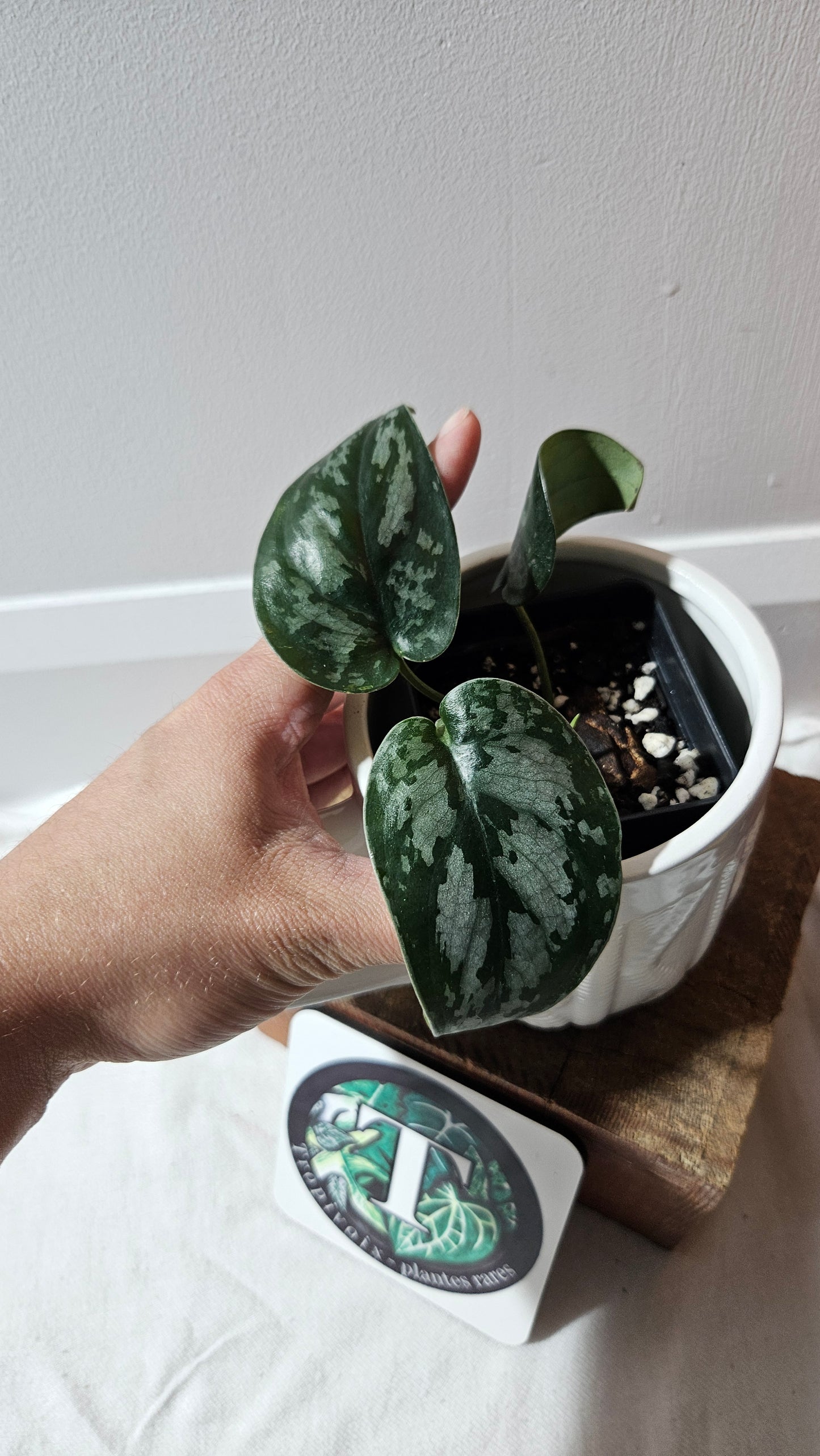 Scindapsus Black Exotica (SCI-1142)