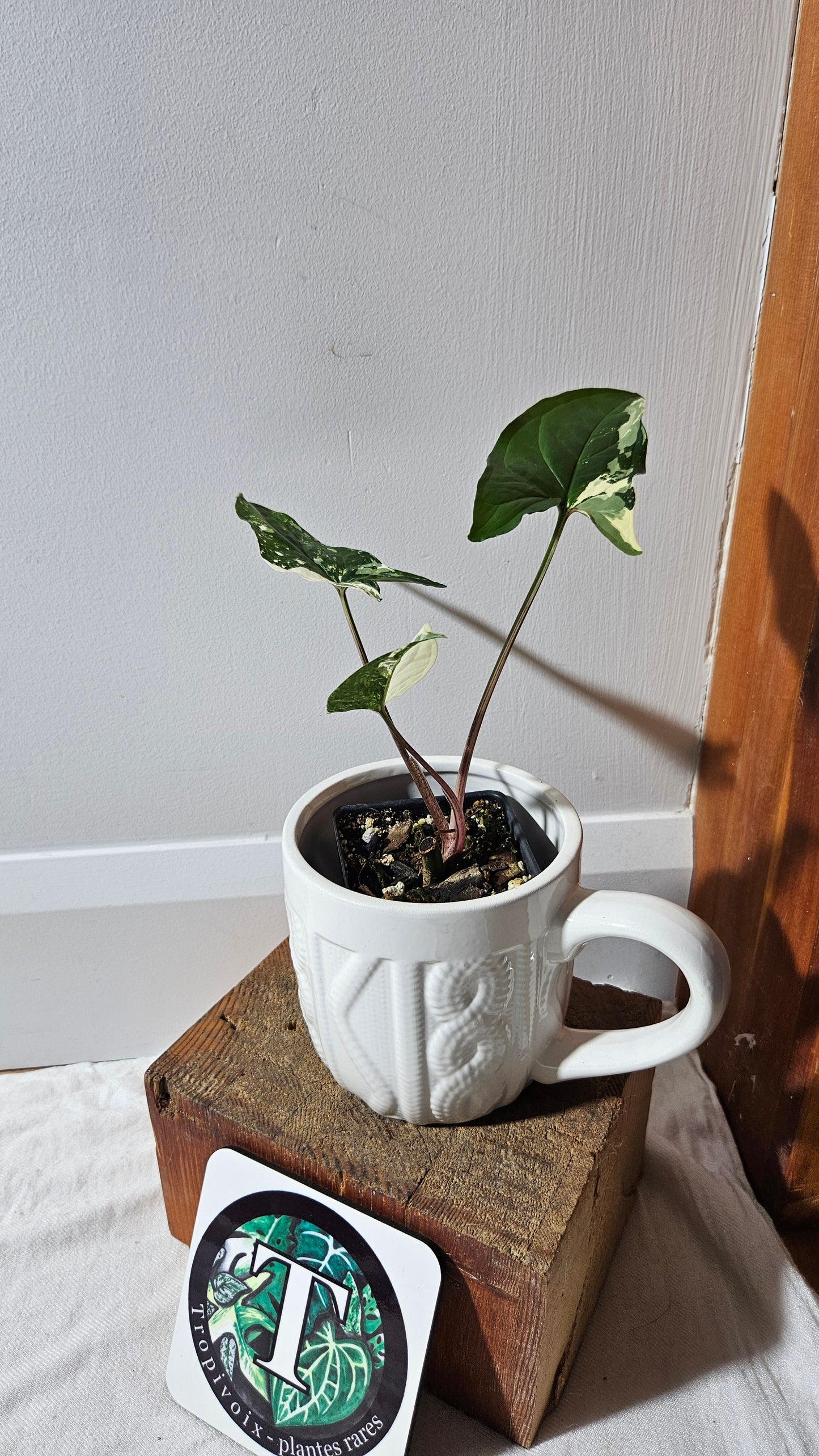 Syngonium Albo (SYN-471)