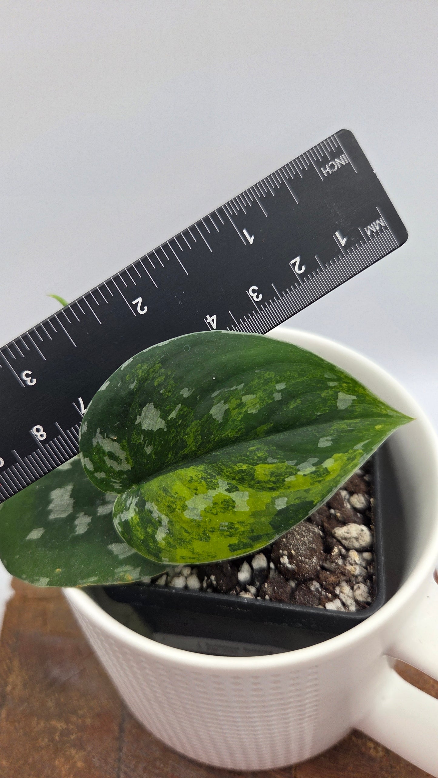 Scindapsus Sentarum (SCI-1131)