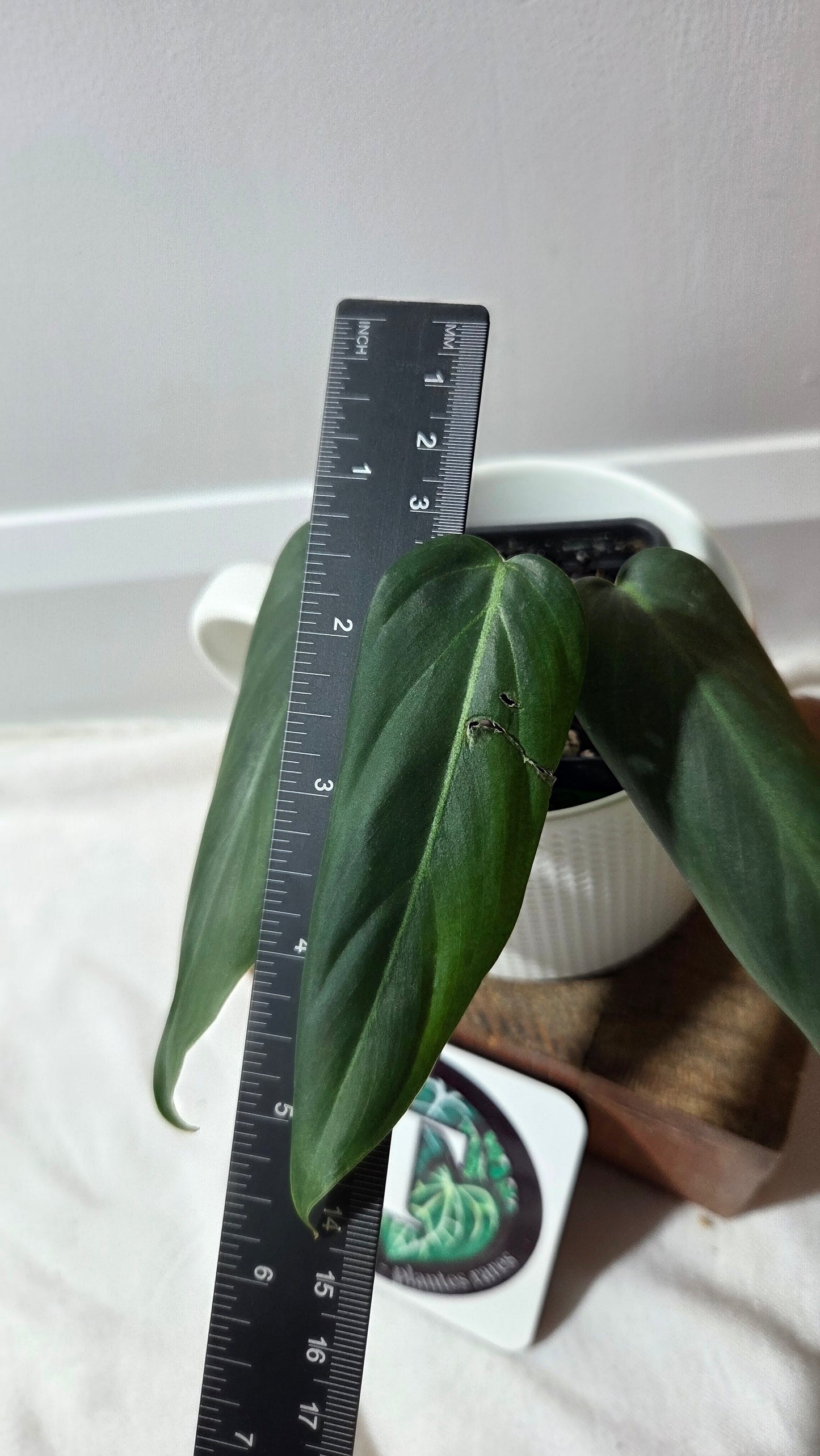 Philodendron Morning Sun  (Gloriosum X Asplundii)       (PHI-977)