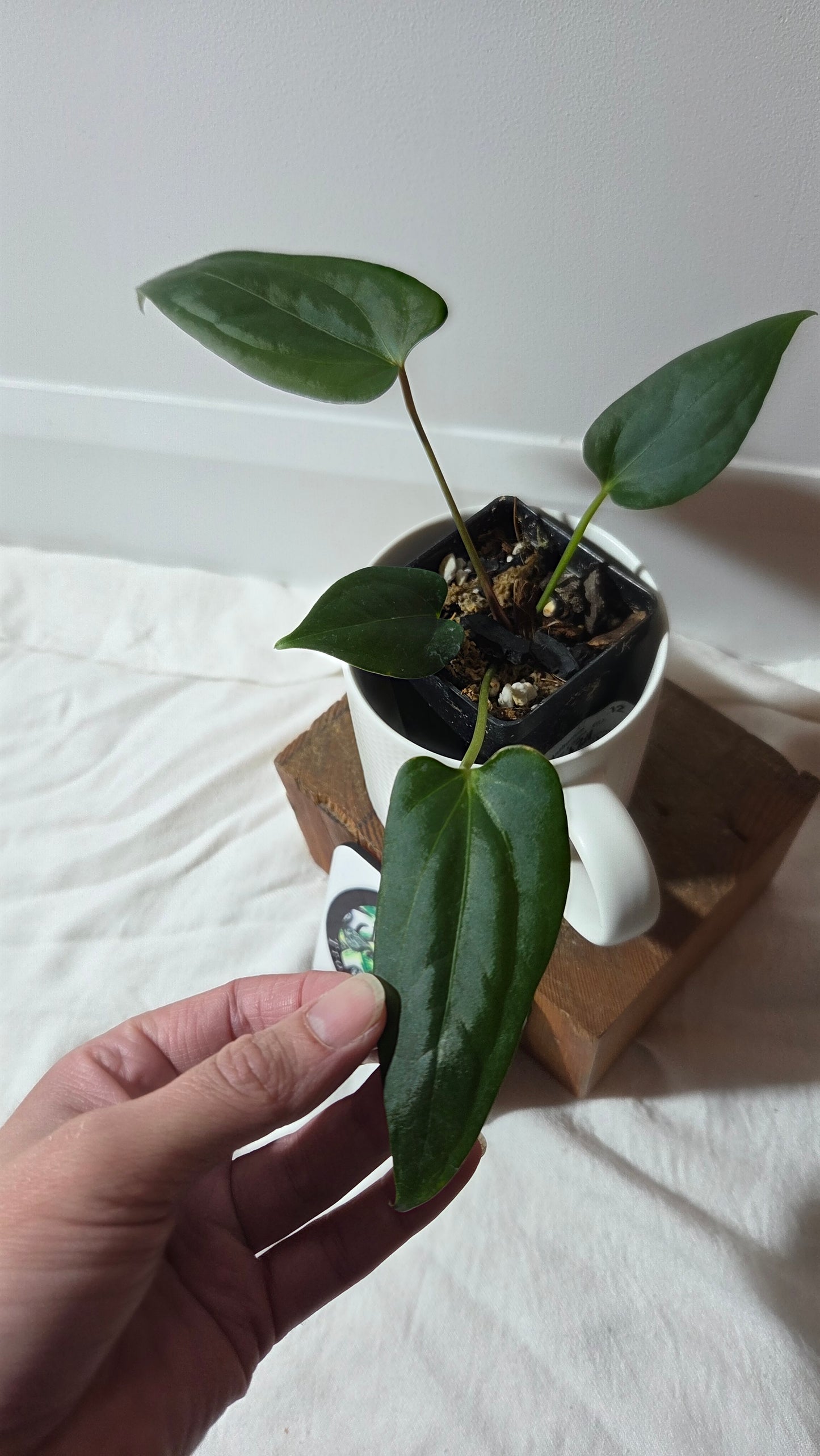 Anthurium Luxurians X Napo "format MOYEN" (ANT-656)