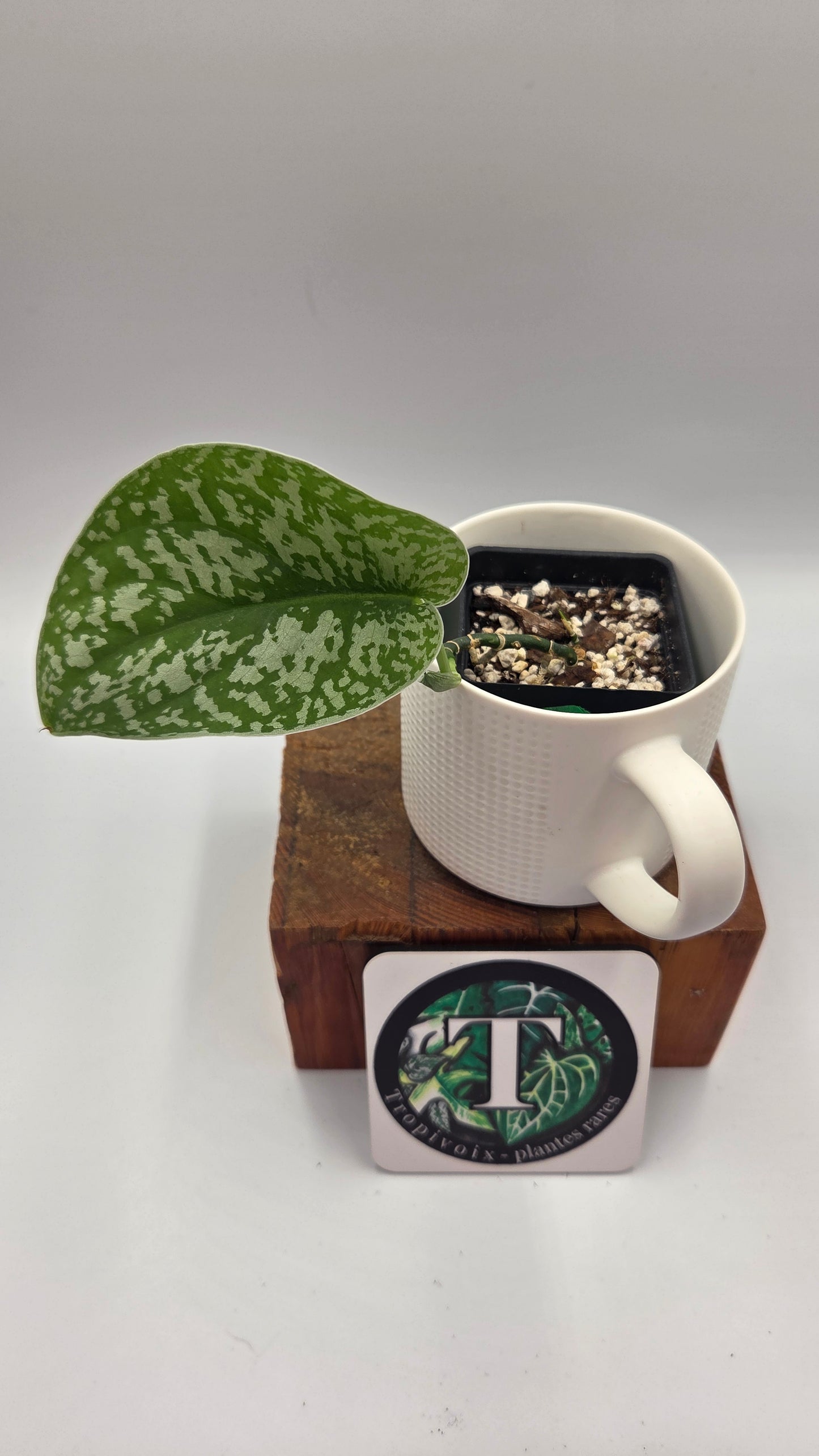 Scindapsus Silver Queen (SCI-950)