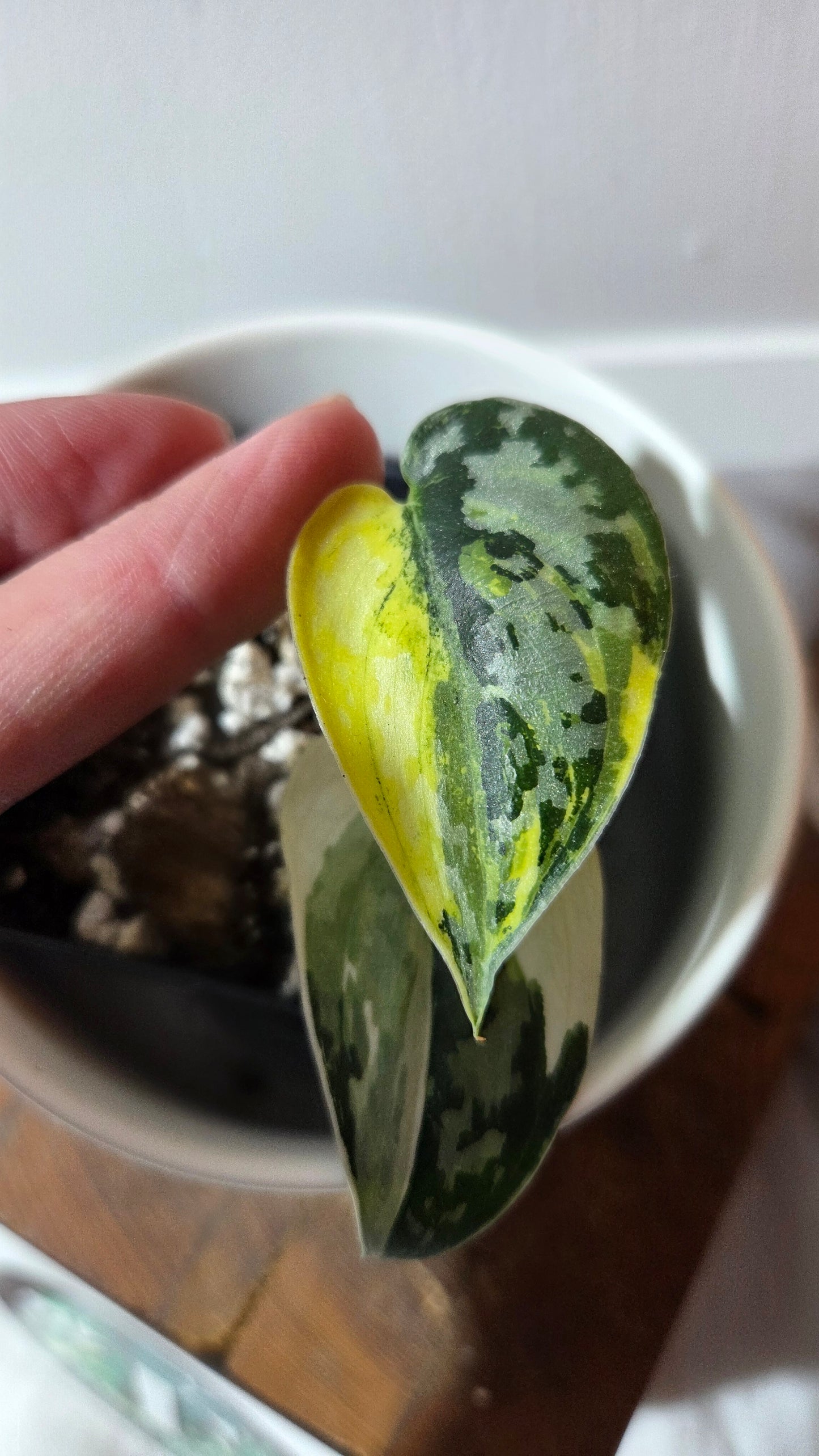 Scindapsus Mayari (SCI-1356)