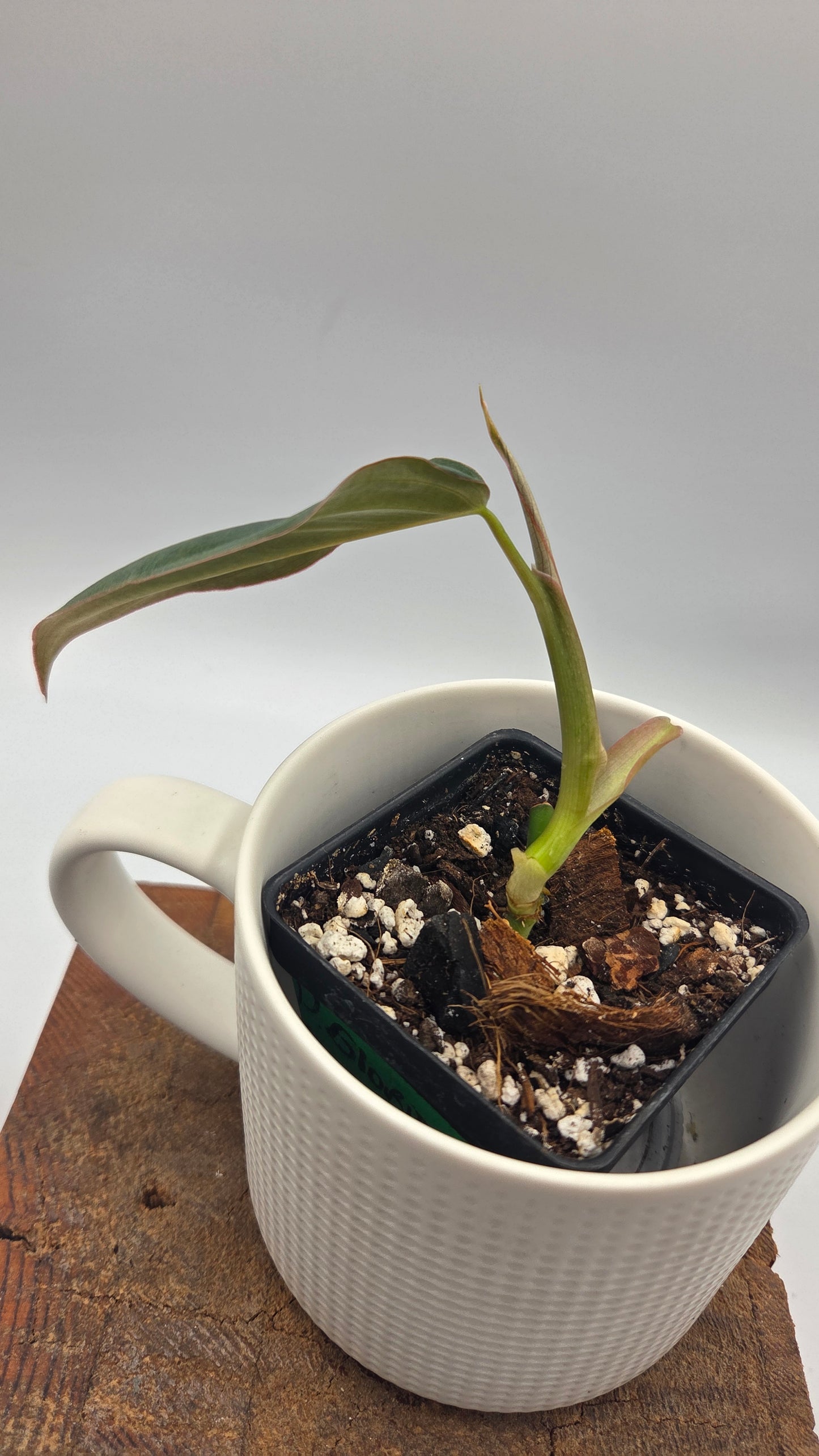 Philodendron Glorious (PHI-1051)