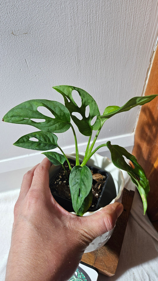 Monstera Obliqua Aff Cenepa (MON-430)