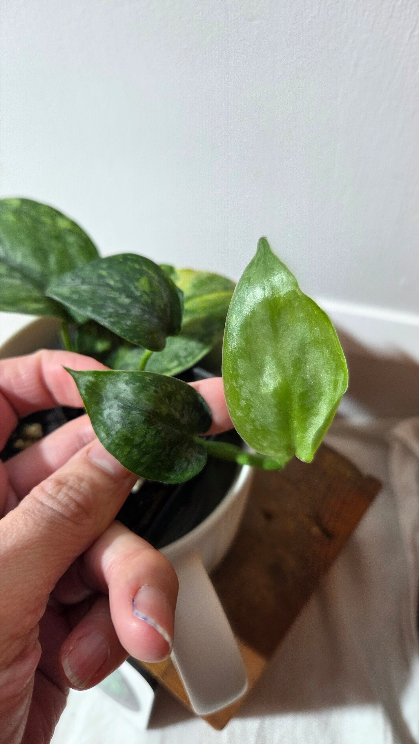 Scindapsus Pusaka (SCI-1425)