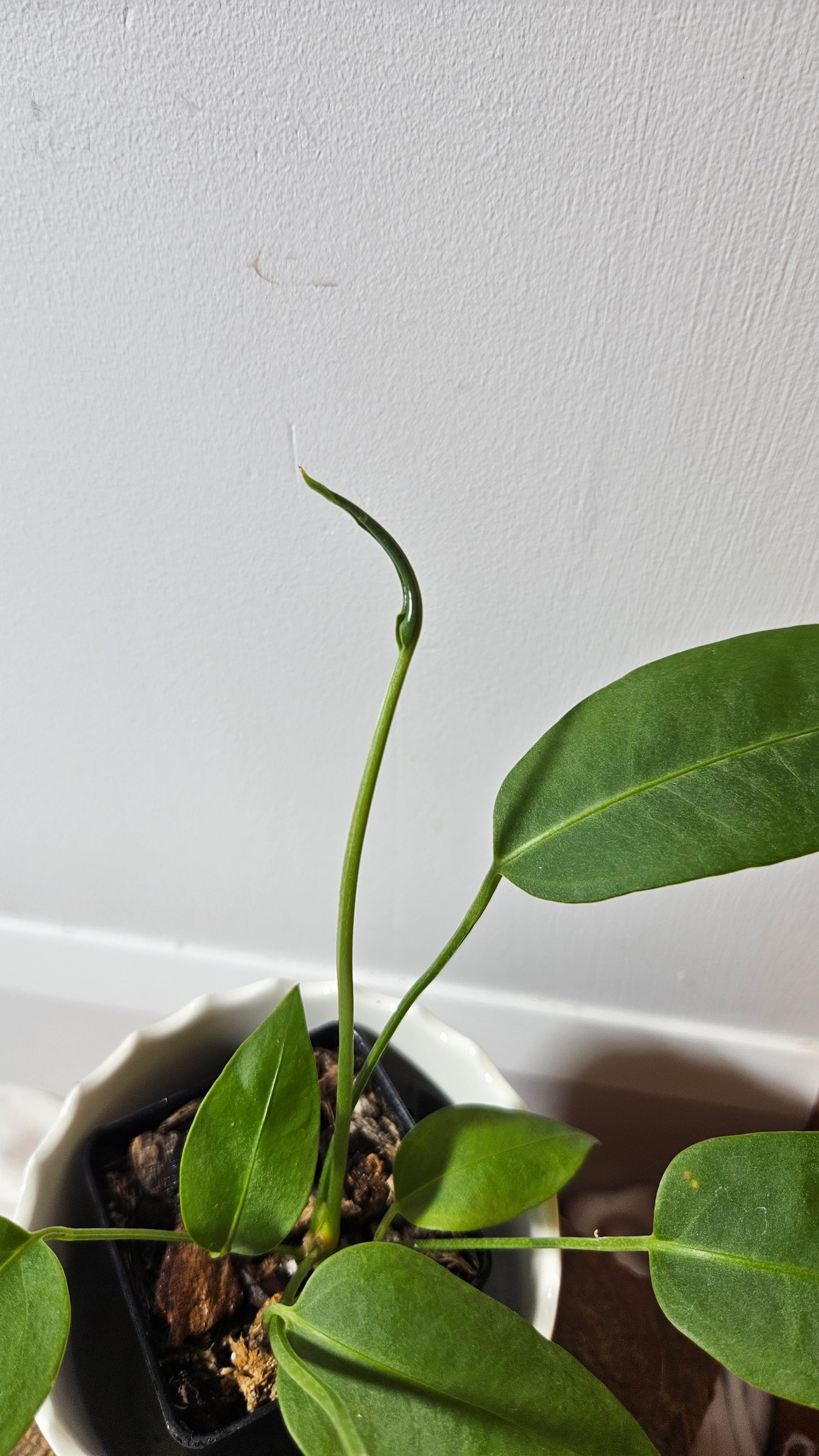 Anthurium  SP Morona "format MOYEN" (ANT-232)