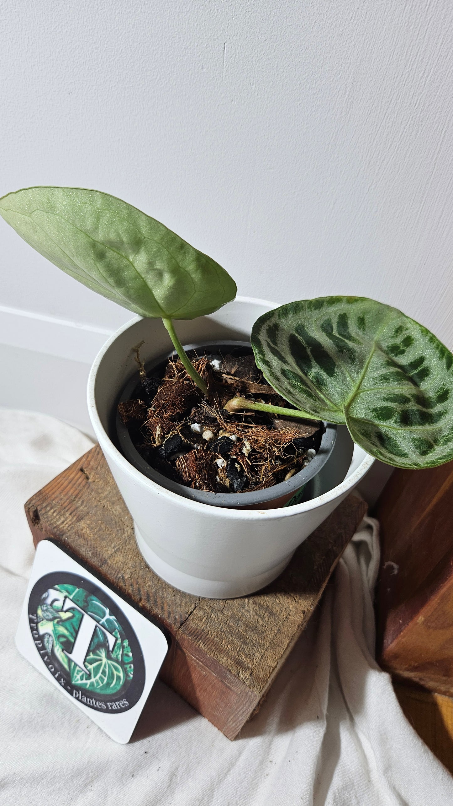 Anthurium Dorayaki Silver ( ANT-339)