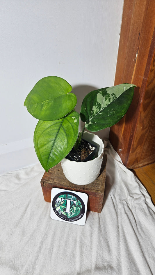 Syngonium Chiapense Albo (SYN-298)