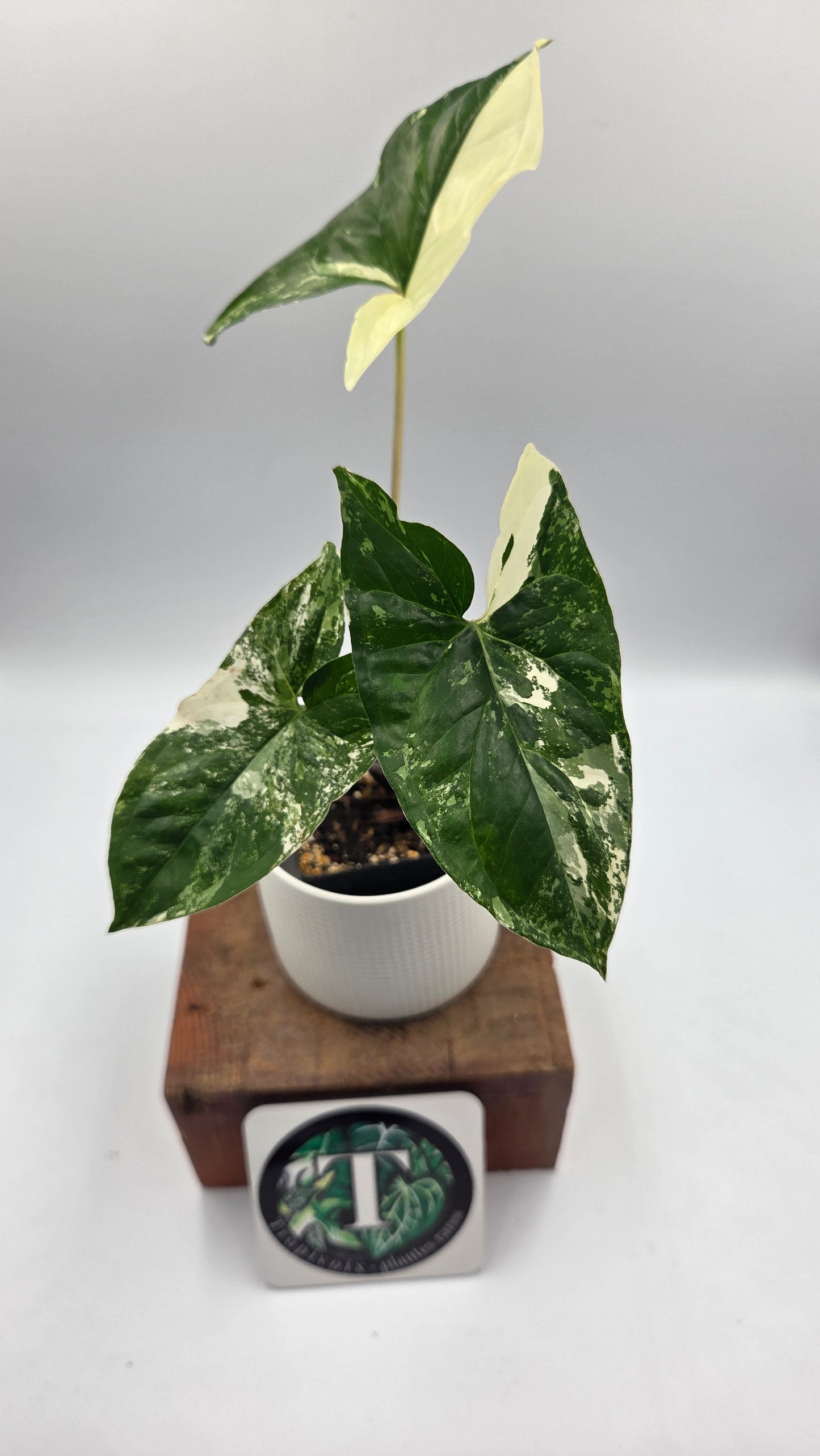 Syngonium Albo (SYN-513)