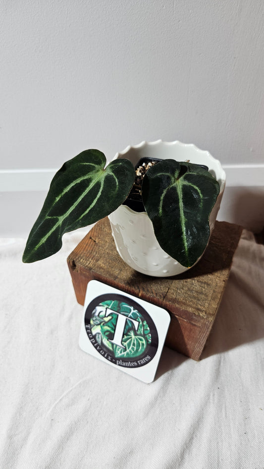 Anthurium Carlablackiae "Mutate & Dark leaf" (d'équateur) "format PETIT" (ANT-471)