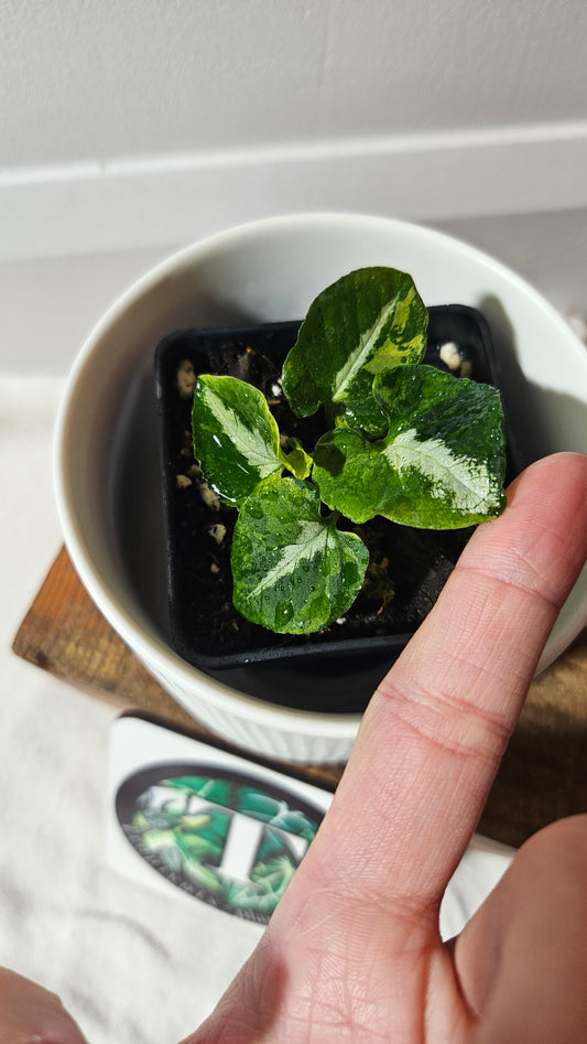 Syngonium Scrambled Eggs (SYN-478)