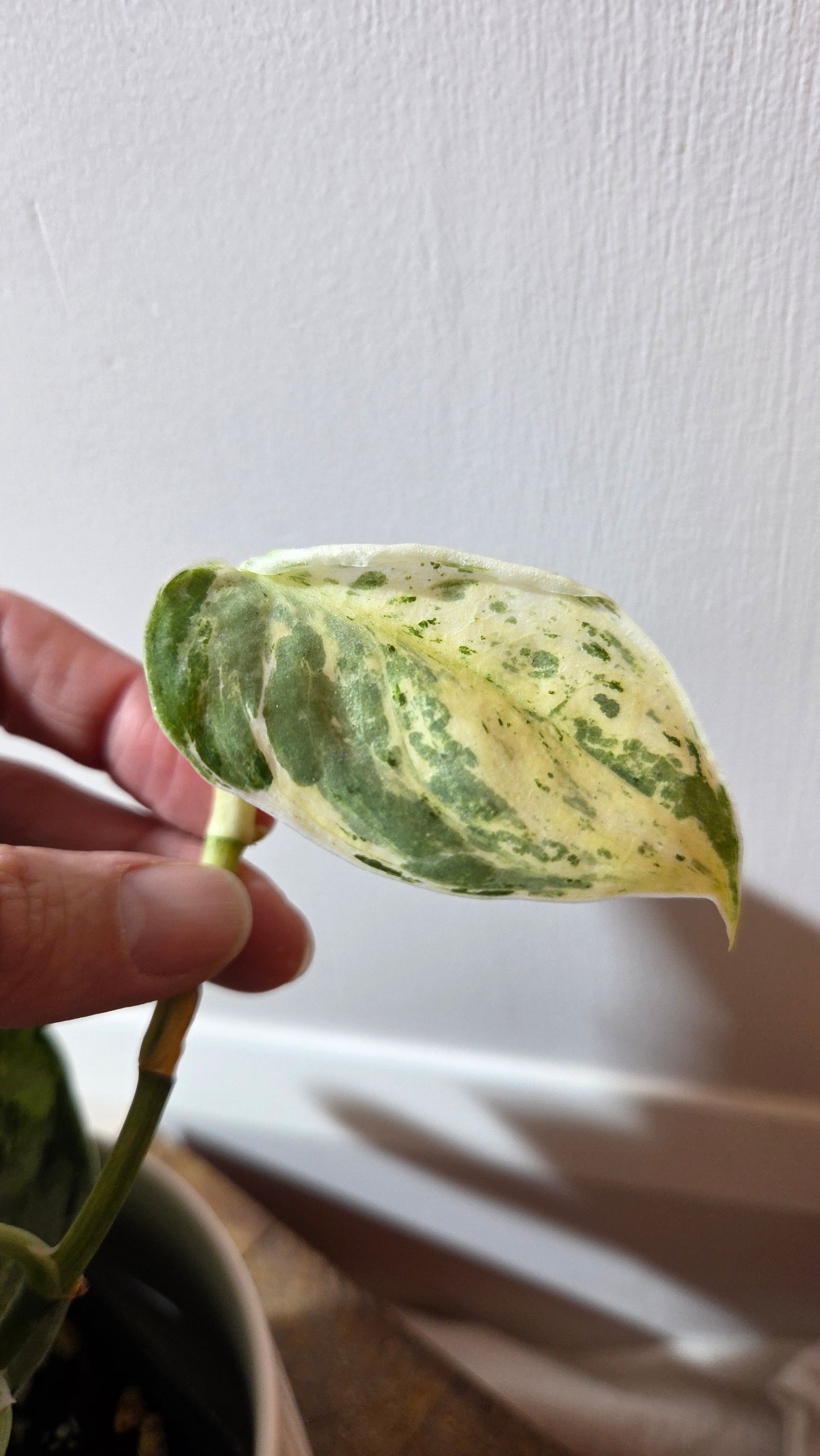 Scindapsus Peasun (SCI-1059)