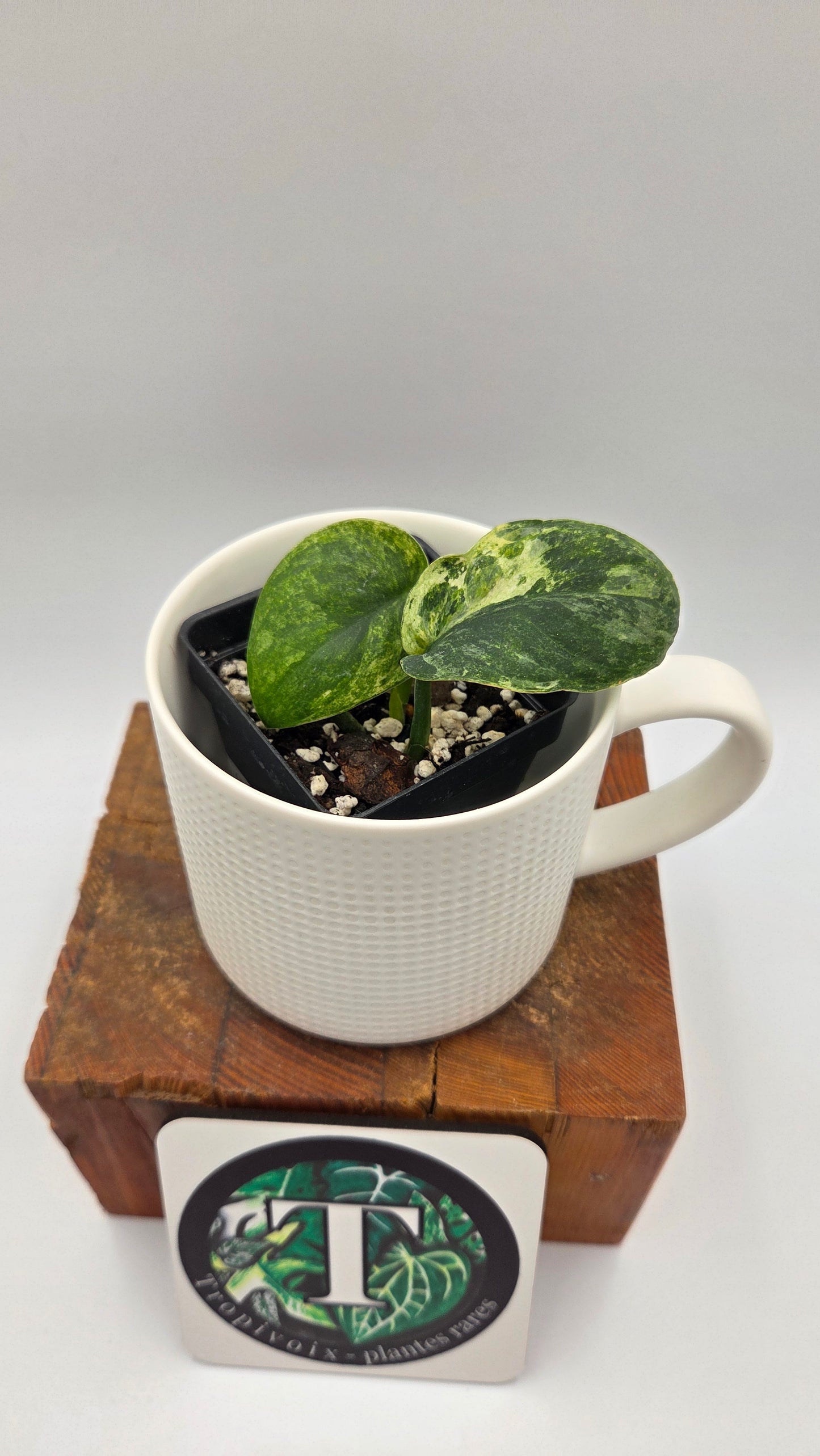 Scindapsus Silver Splash Tricolore (SCI-1438)