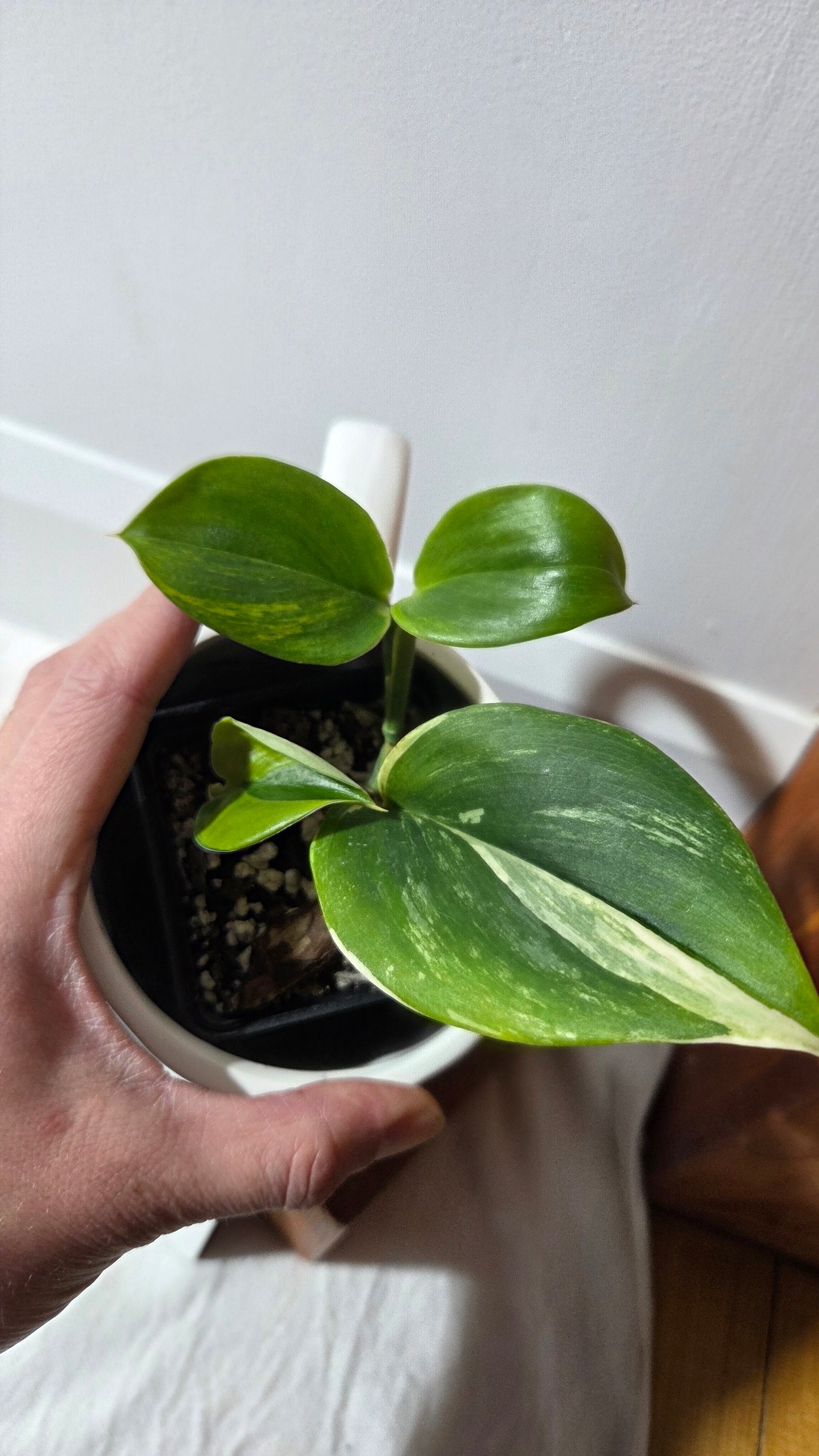 Scindapsus Rubicon (SCI-1397)