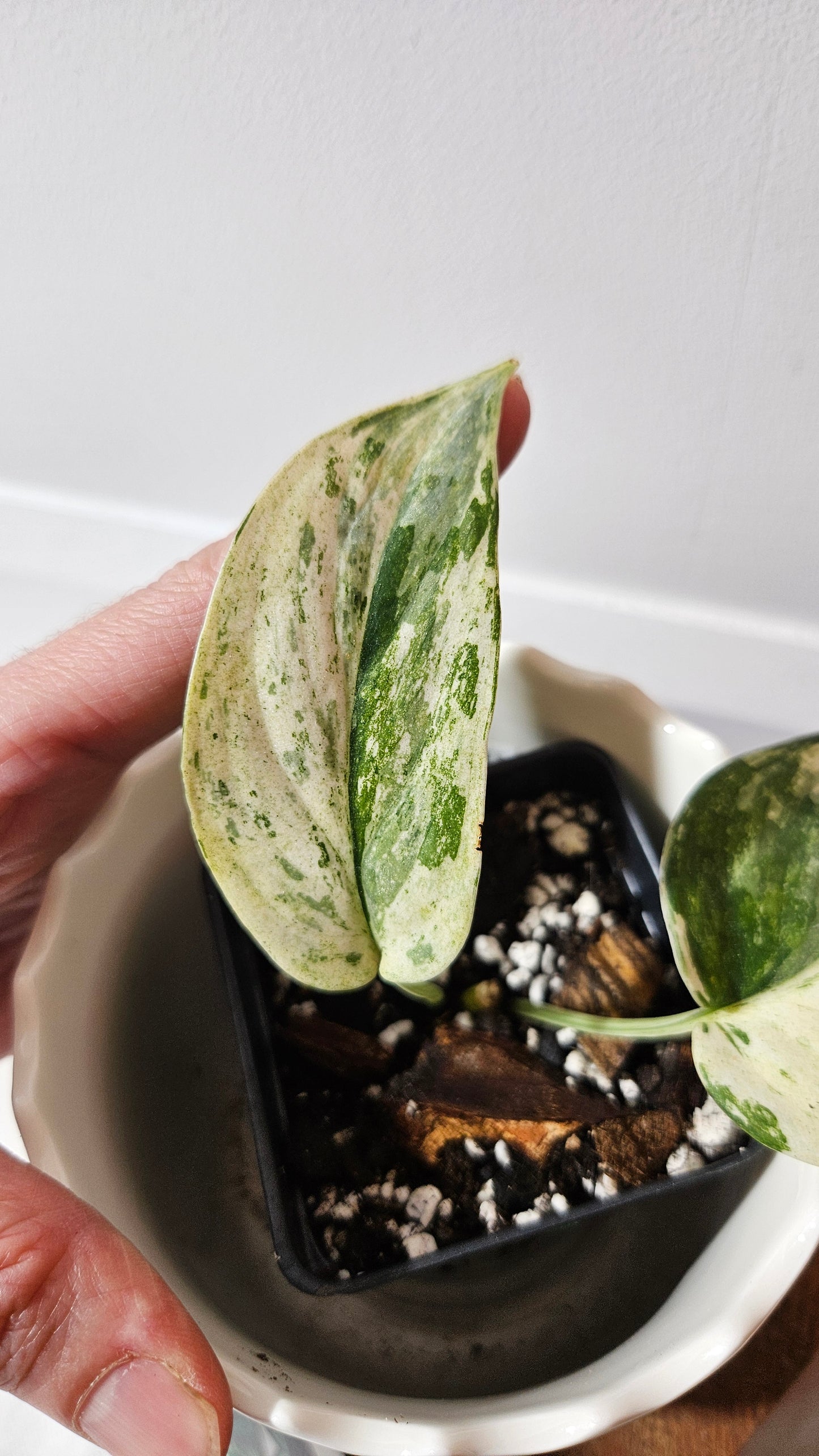 Scindapsus Exotica albo (SCI-1002)