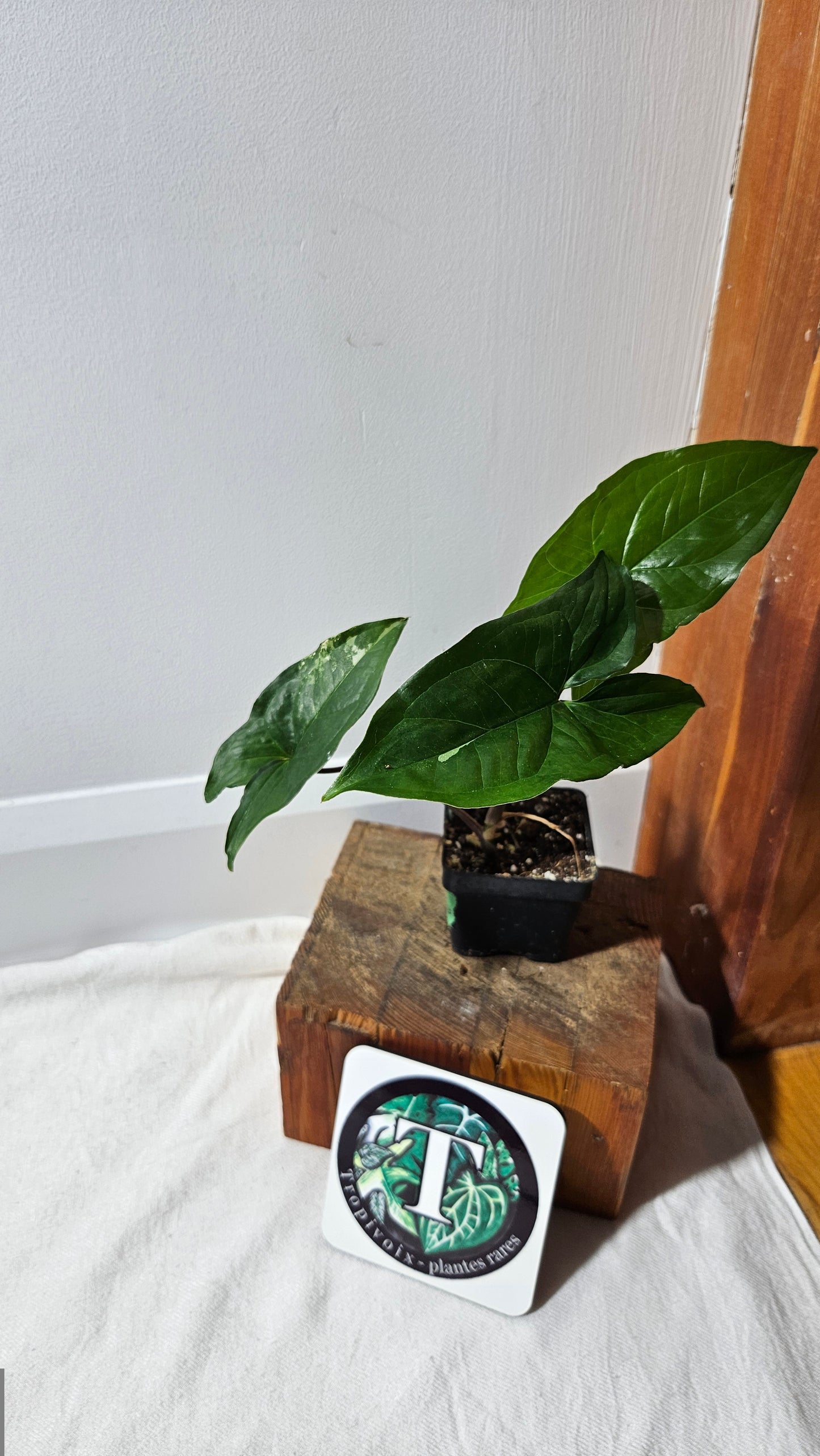 "FREEBIE"Syngonium Albo (peu de variegation)    1FREEBIE/PERSONNE (avec achat minimal de 60$ avant taxes)