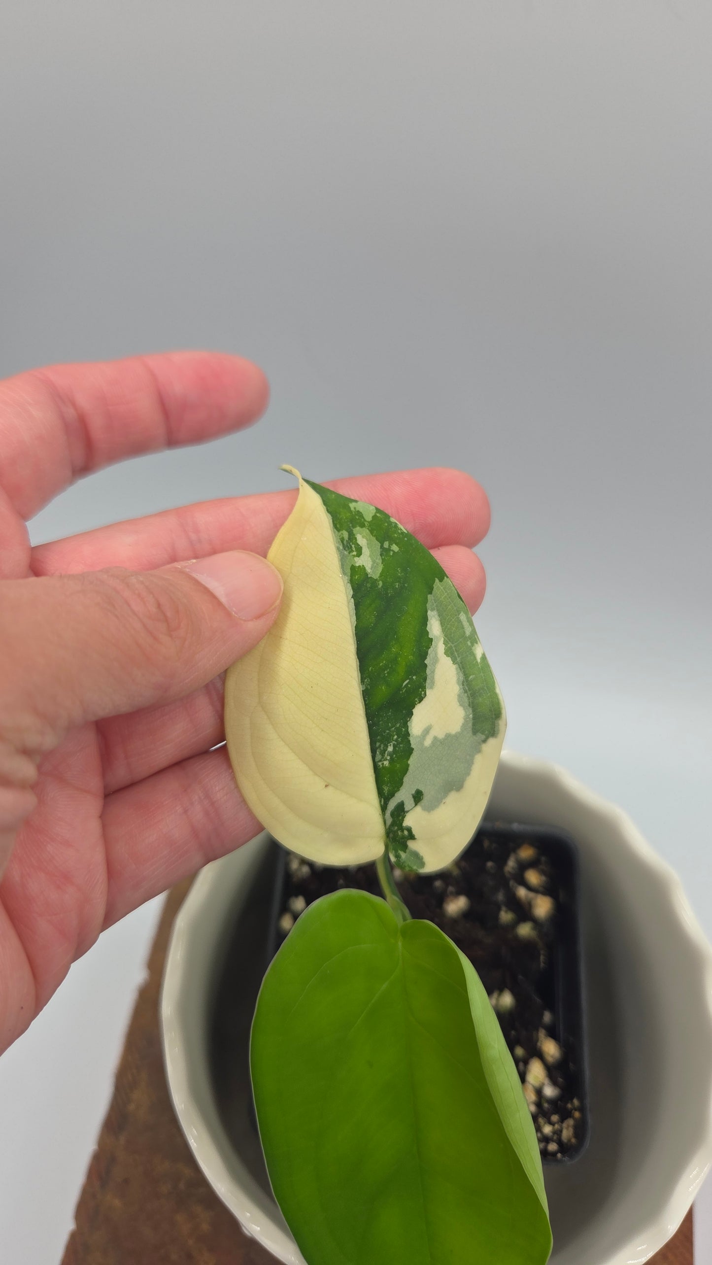 Syngonium Chiapense Albo (SYN-458)