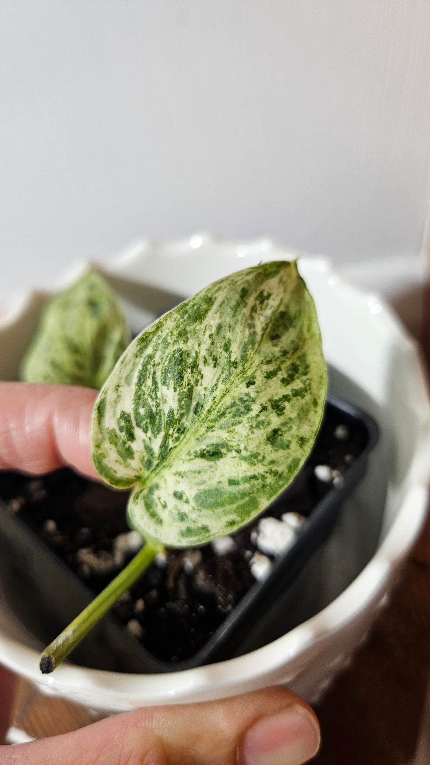 Scindapsus Silver Cloud variegata (SCI-1027)