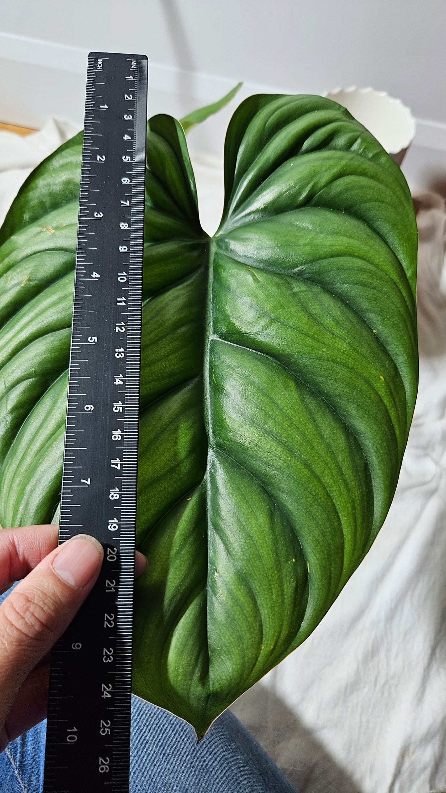 Philodendron Aff Colombia (PHI-530)