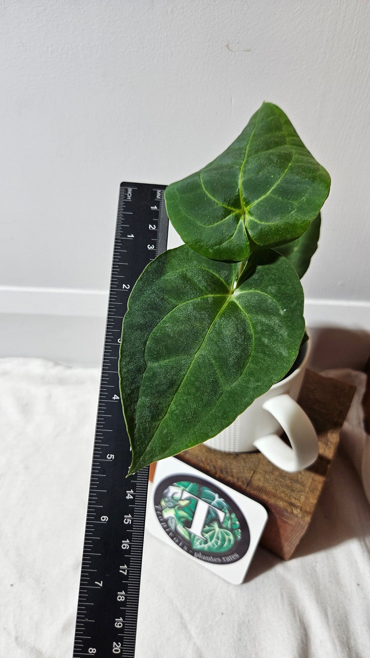 Anthurium Besseae Blue X Papillilaminum "Format MOYEN" (ANT-640)