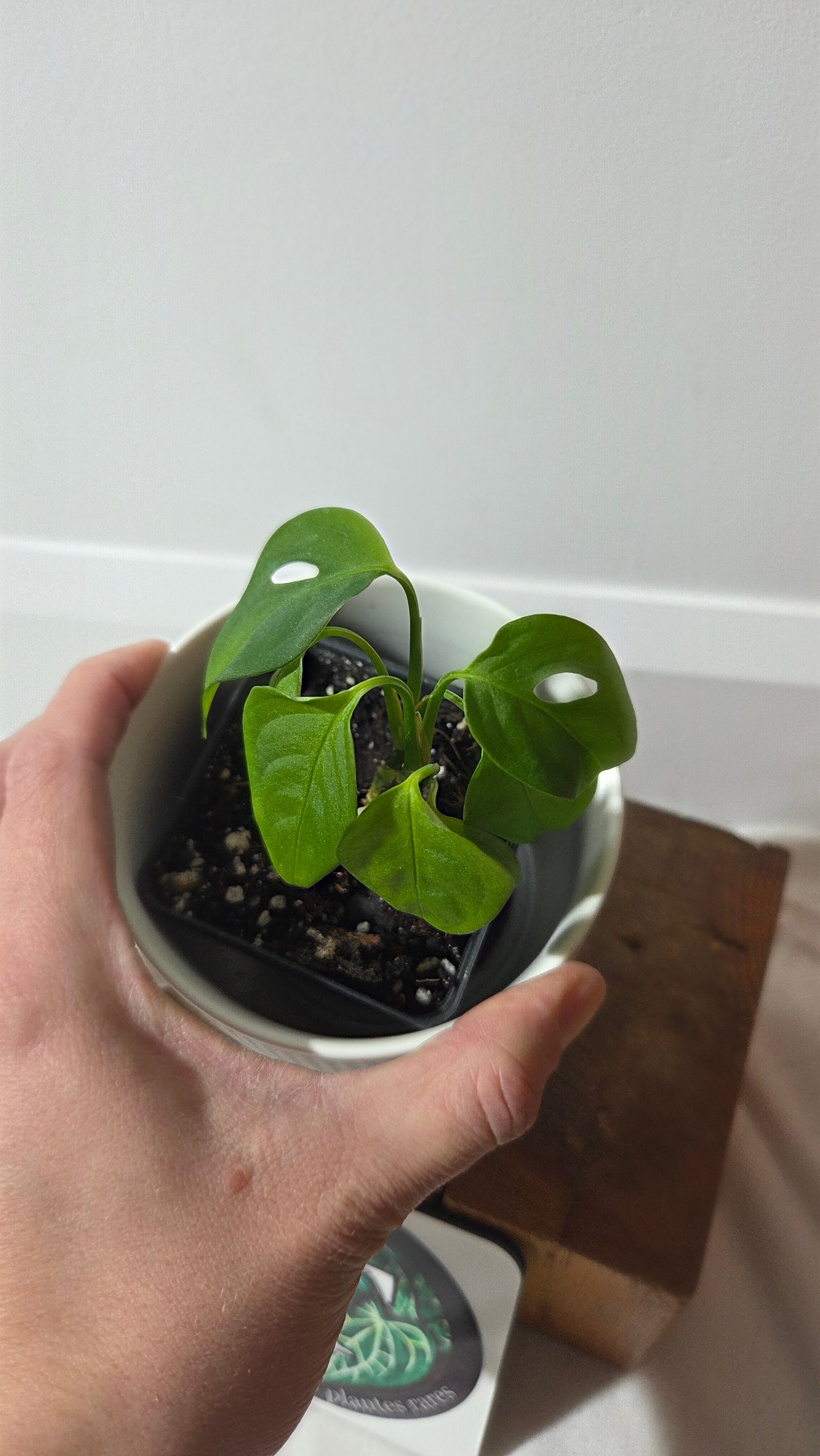 Monstera Obliqua Aff Indanza (MON-528)