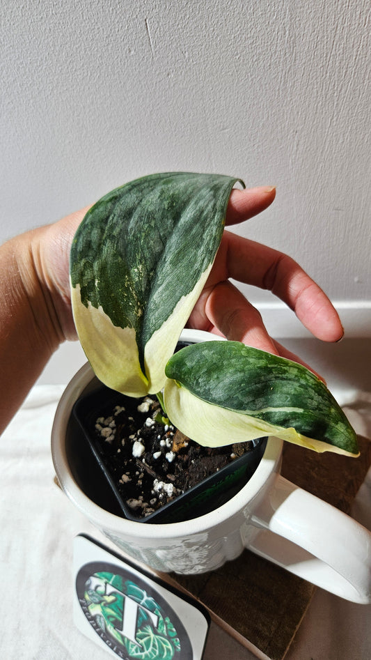 Scindapsus Silver Tattoo Variegata (SCI-1153)