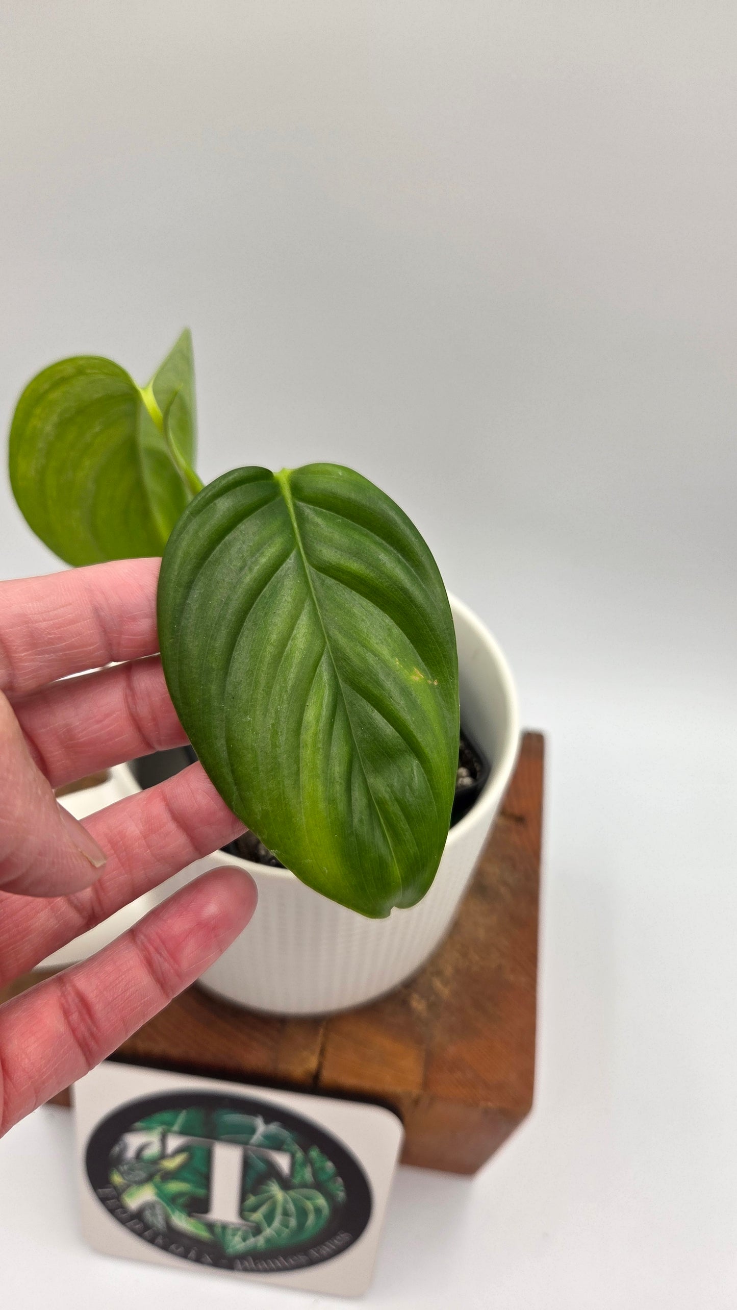 Scindapsus Longistipitatum Mint (SCI-1316)