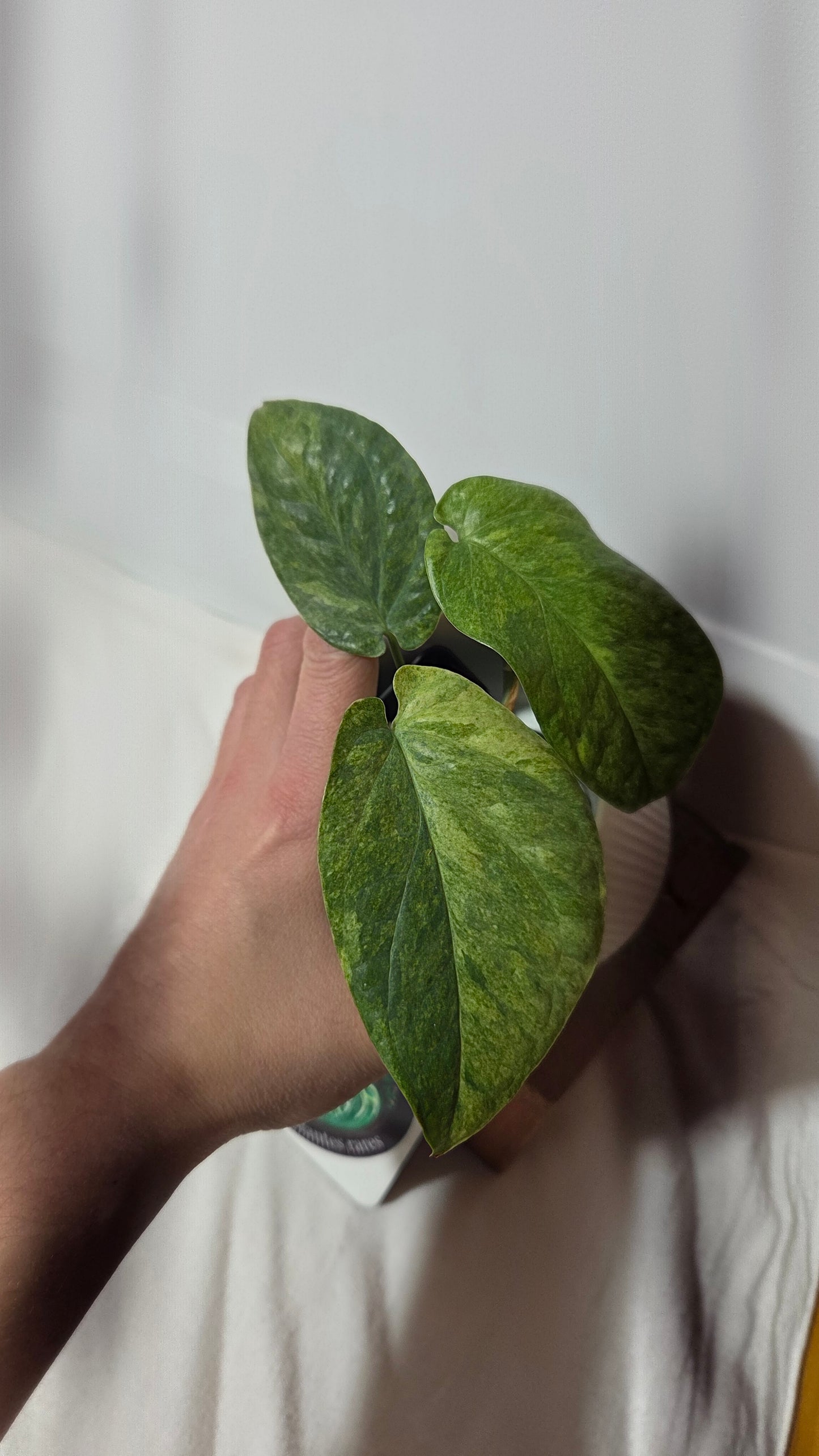 Amydrium Medium Mint (AMY-033)