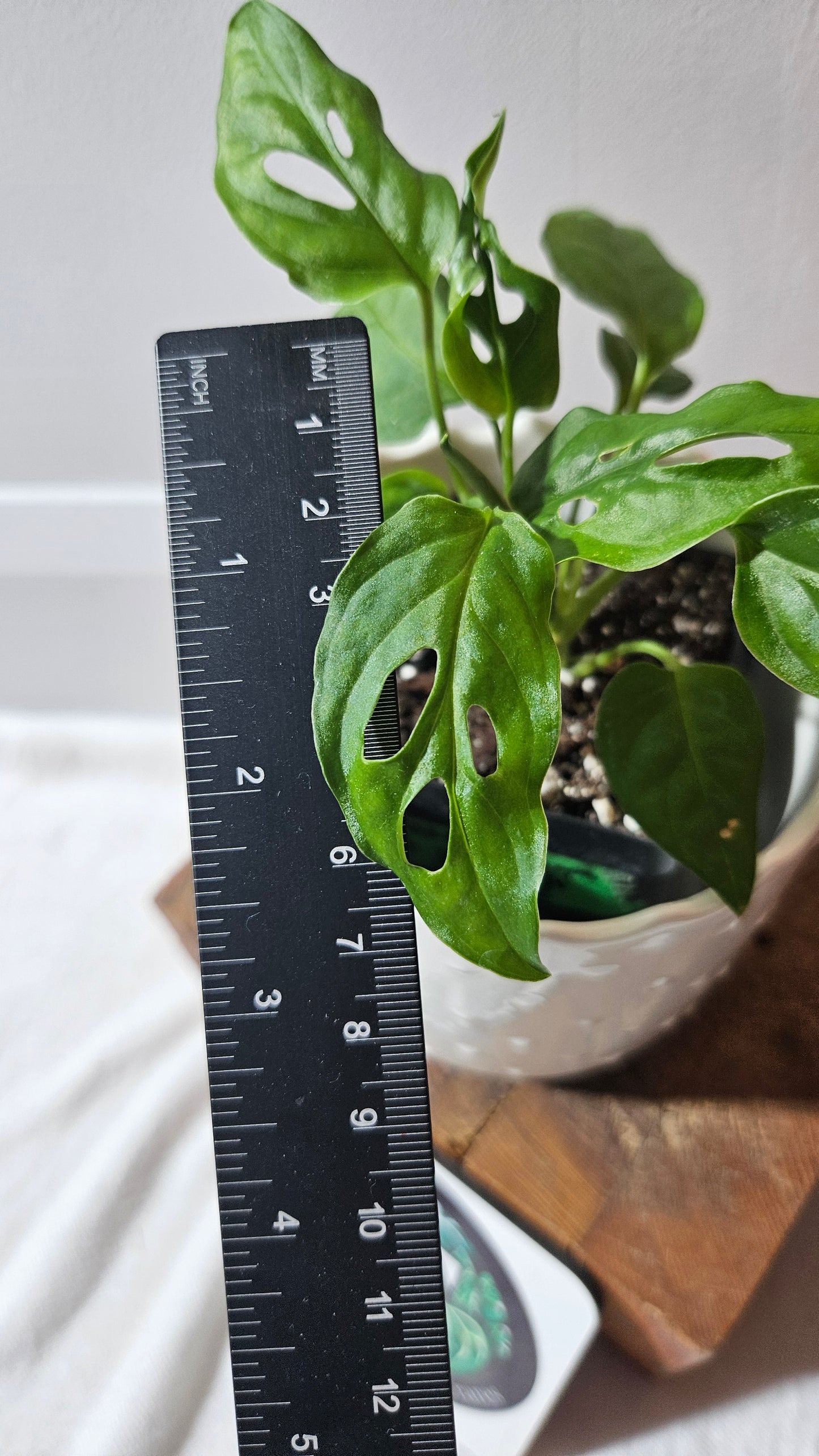 Monstera Obliqua Aff Cenepa (MON-290)