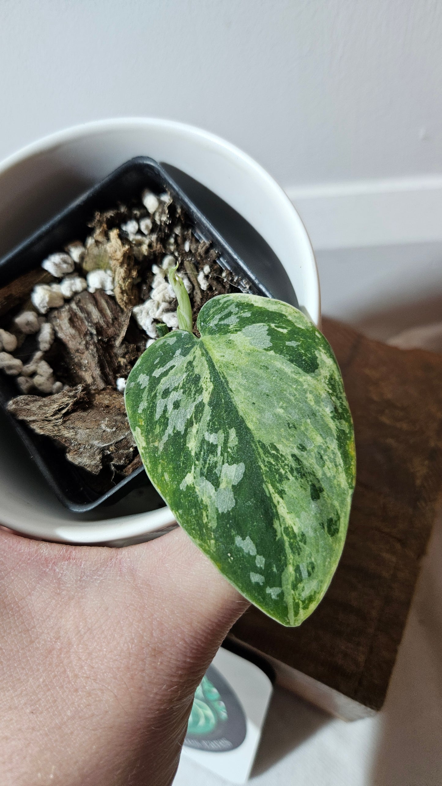 Scindapsus White Crocodile (SCI-1343)