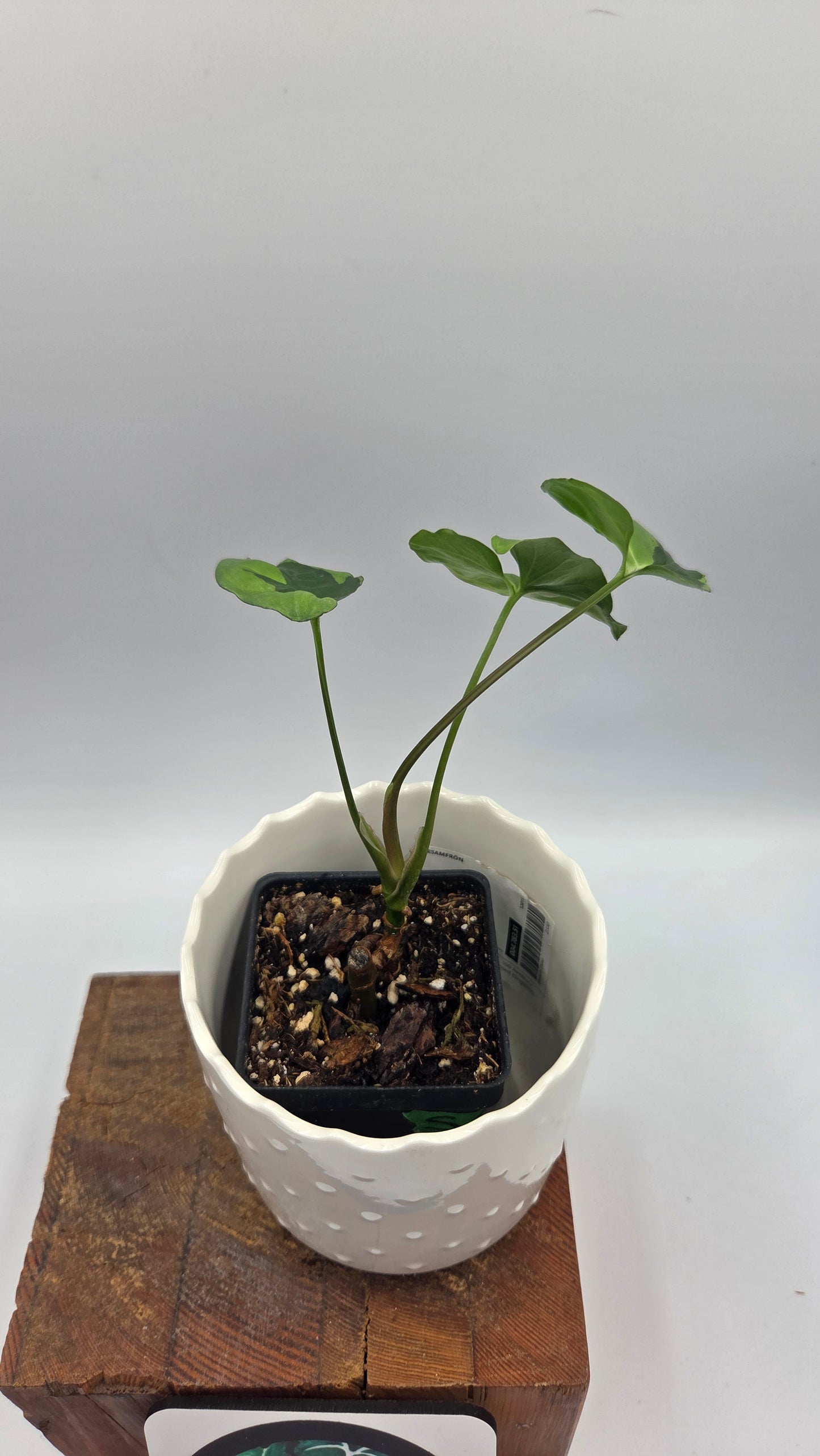 Syngonium Green Beauty (SYN-506)