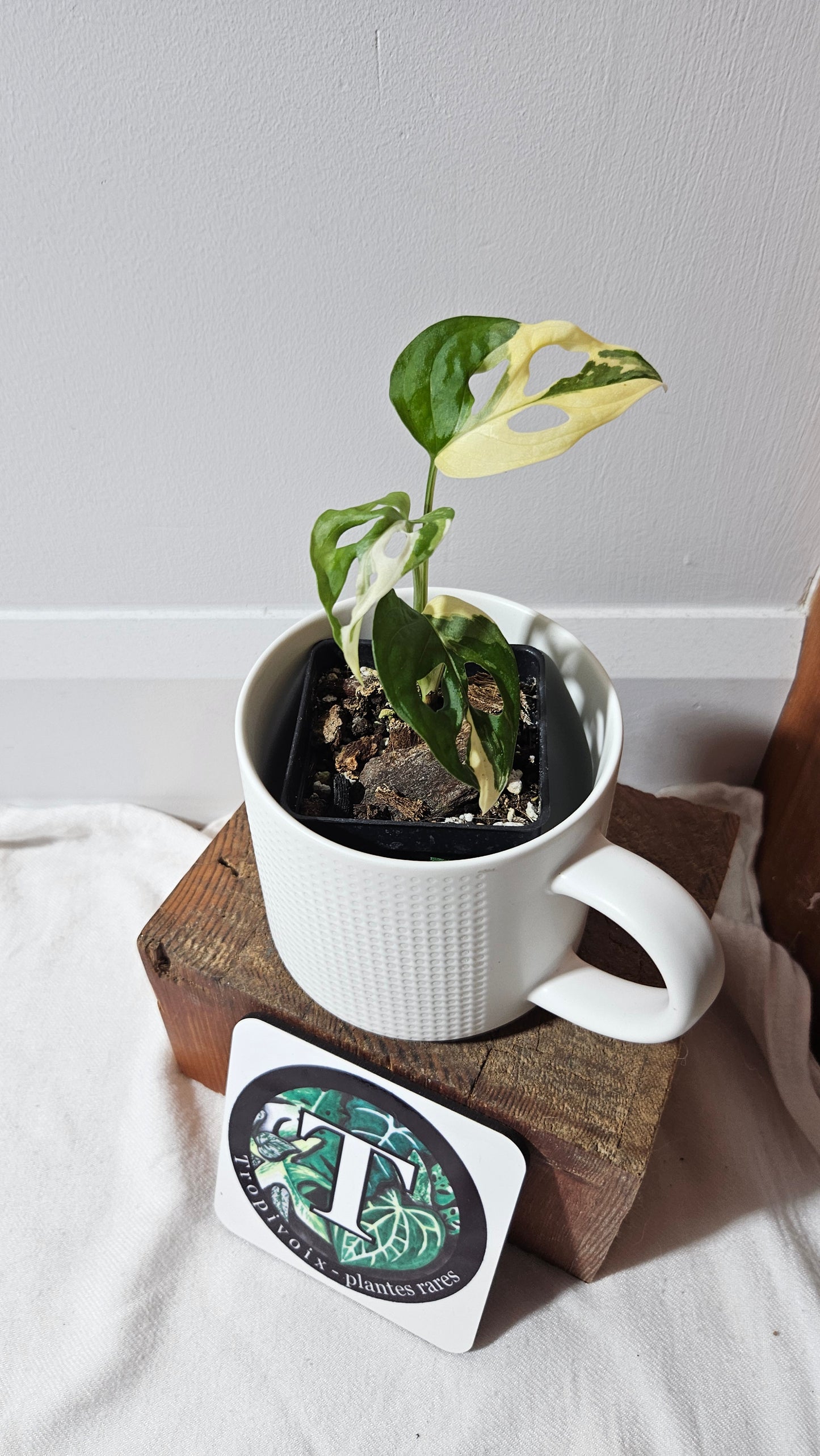 Monstera Andasonii Tricolore (MON-333)