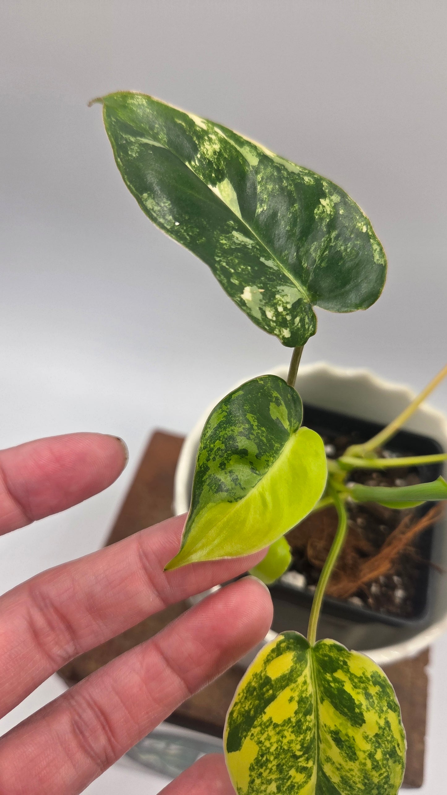 Philodendron Burlemarx Variegata (PHI-1062)