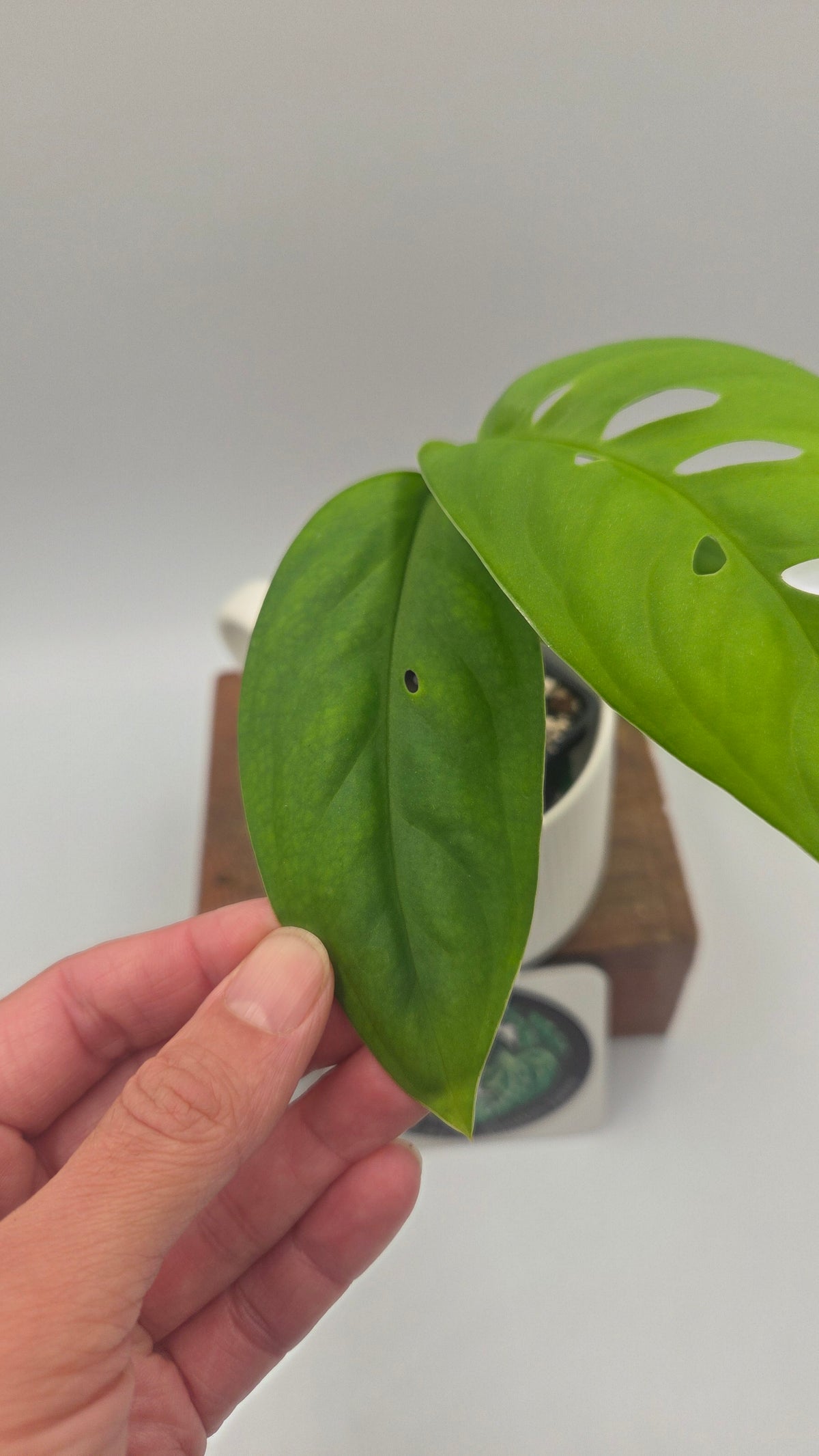 Monstera Esqueletto (MON-545)