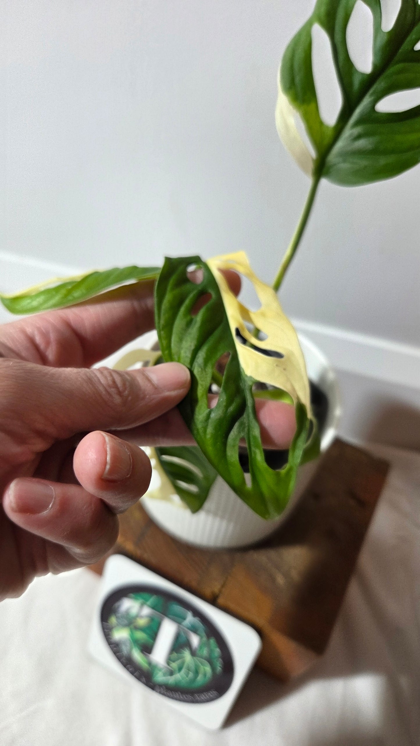 Monstera Andasonii Albo/ Génétique Half&Half (MON-508)