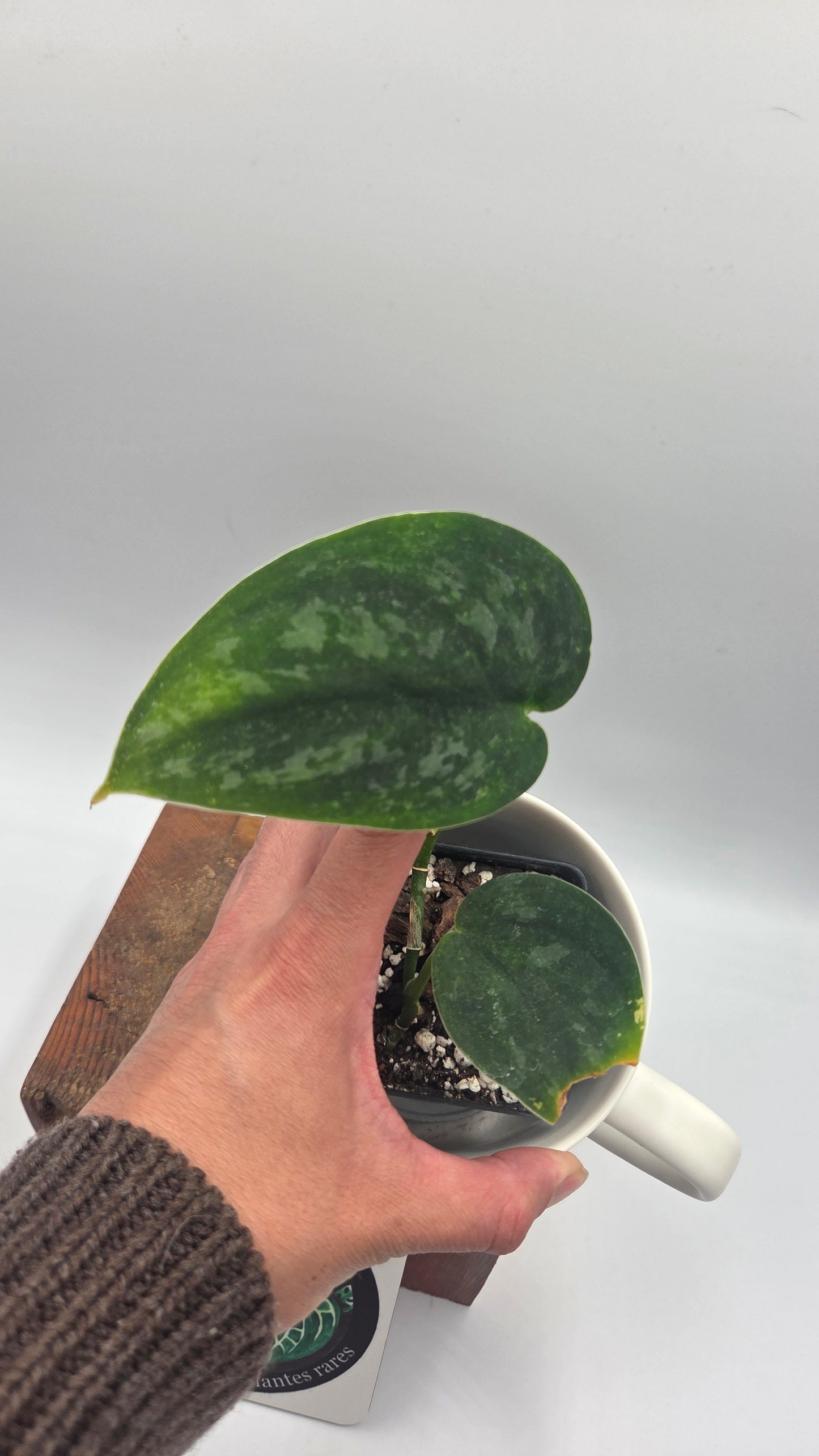 Scindapsus Green Emerald (SCI-1476)