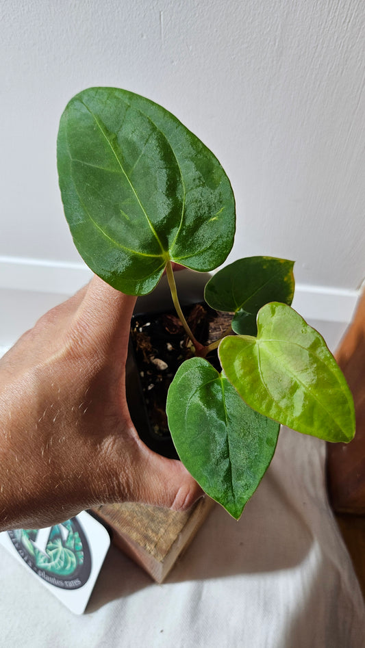 Anthurium Papillilaminum Legend X Dark Phoenix "format PETIT" (ANT-511)