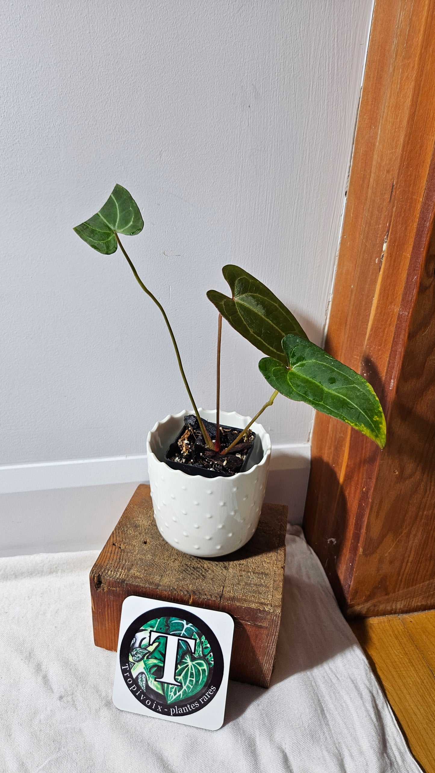 Anthurium Papillilaminum Red Stem X Papillilaminum Legend "format PETIT" (ANT-254)