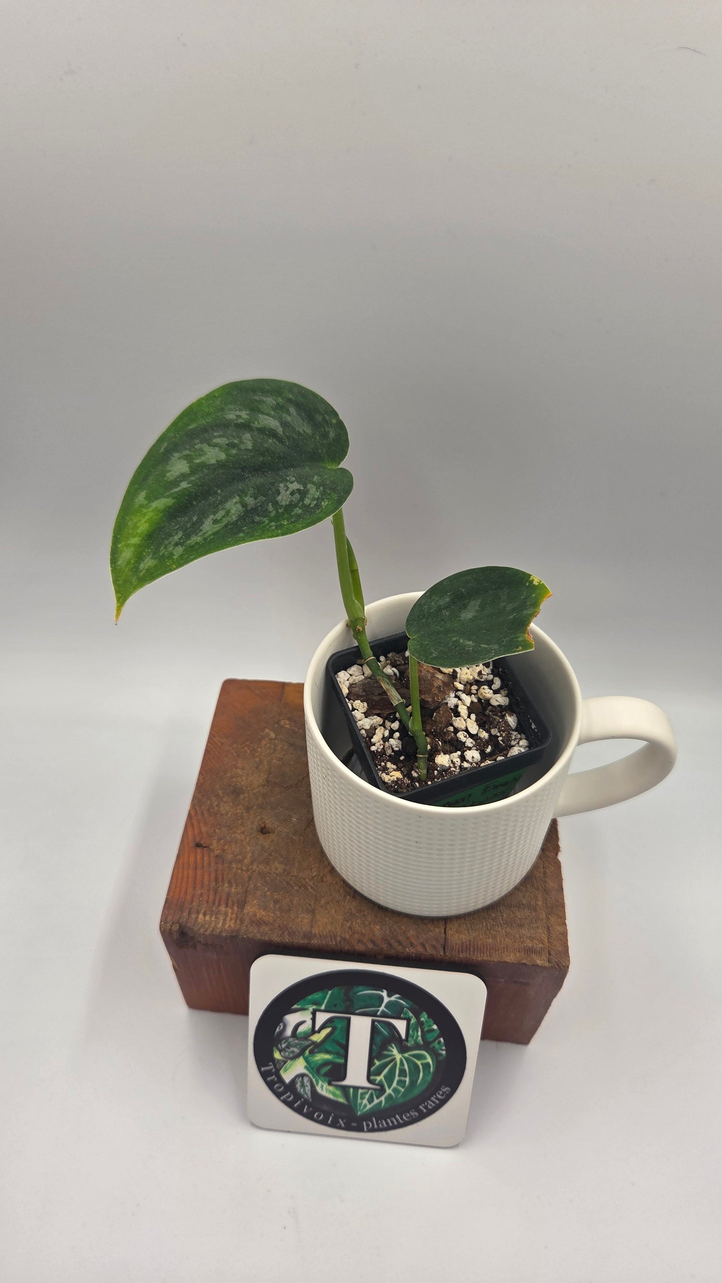 Scindapsus Green Emerald (SCI-1476)
