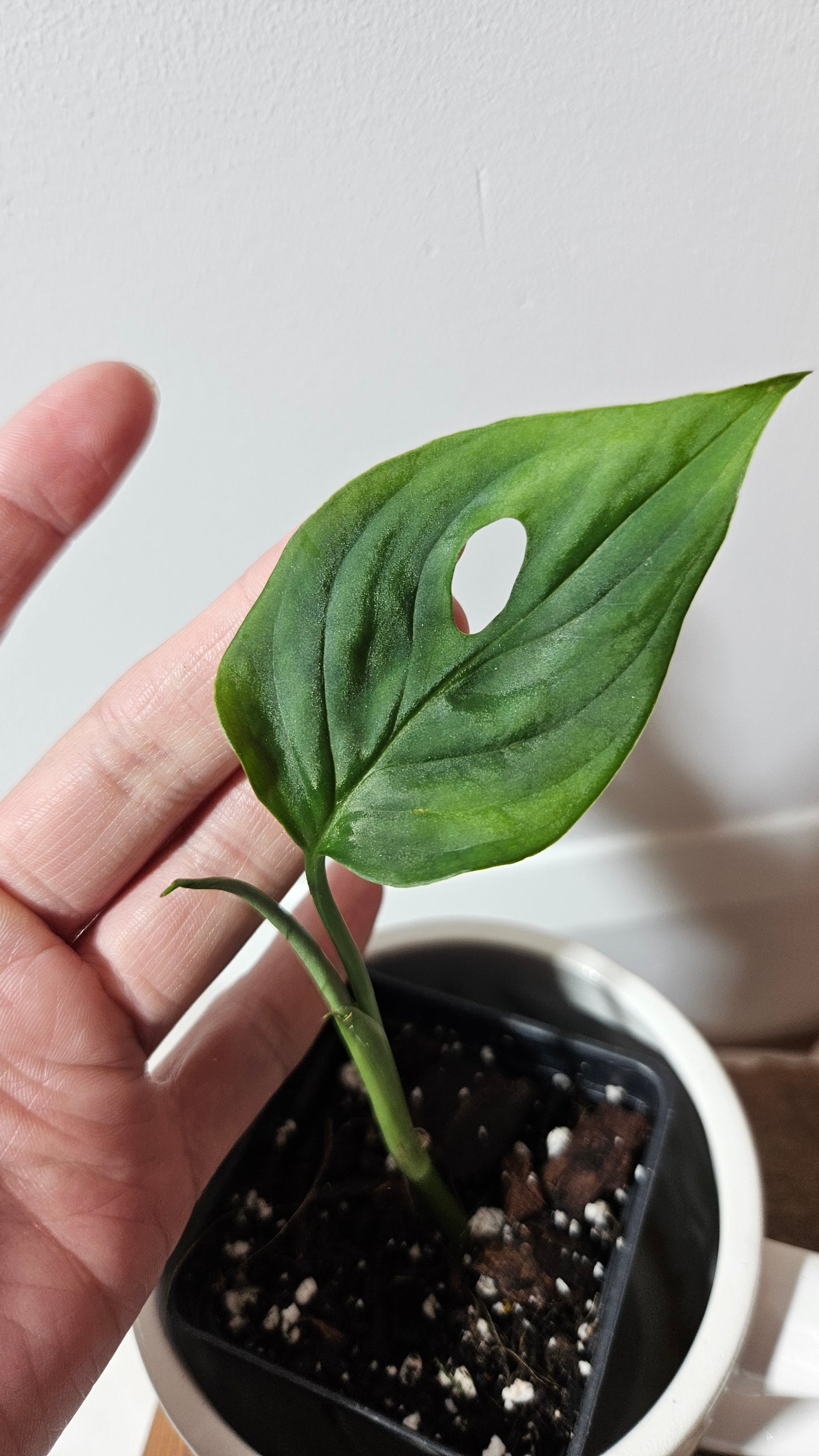 Monstera Cuyabeno (MON-169)