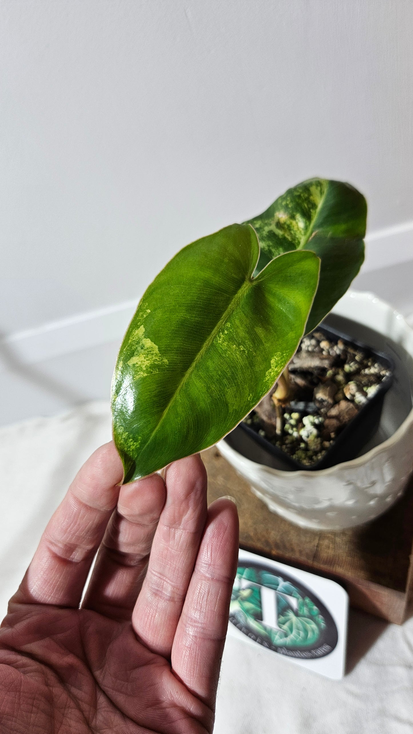 Philodendron Burlemarx Variegata (PHI-571)