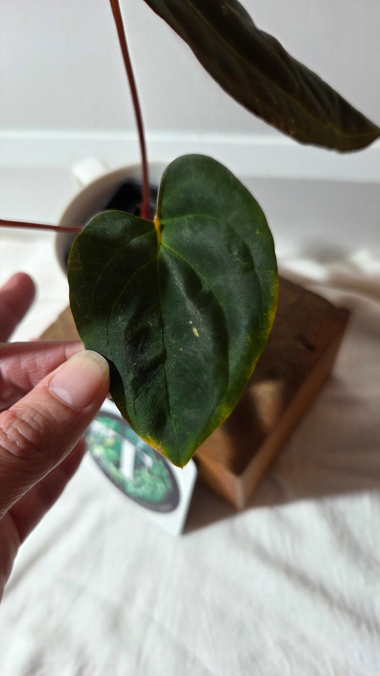 Anthurium  Papillilaminum (d'équateur) "format MOYEN" (ANT-358)