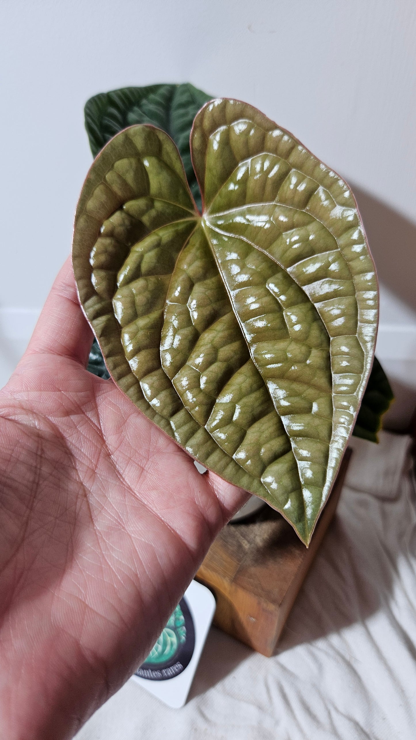 Anthurium Luxurian Platinum "format MOYEN" (ANT-169)