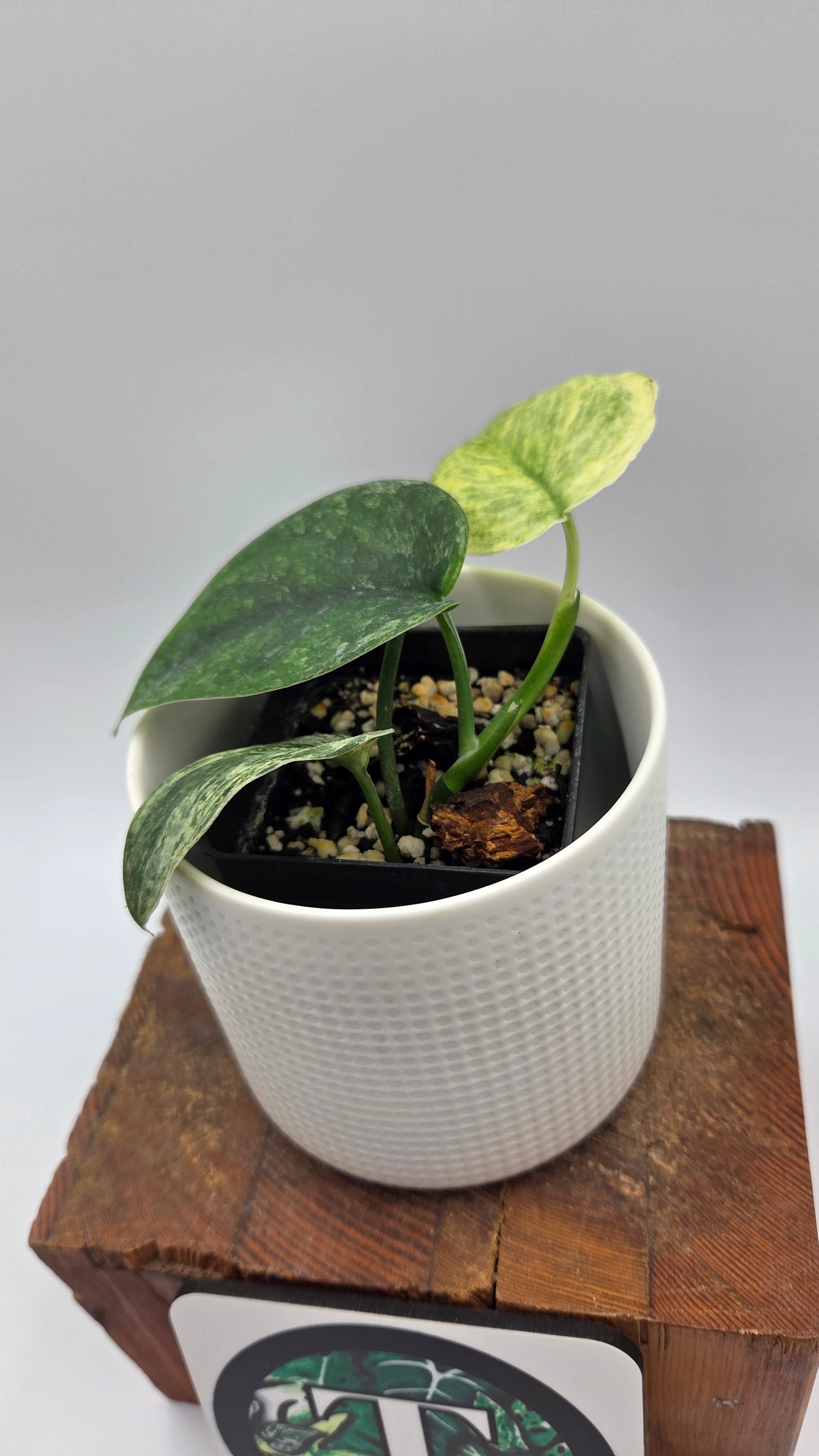 Scindapsus Silver Satin albo (SCI-1148)